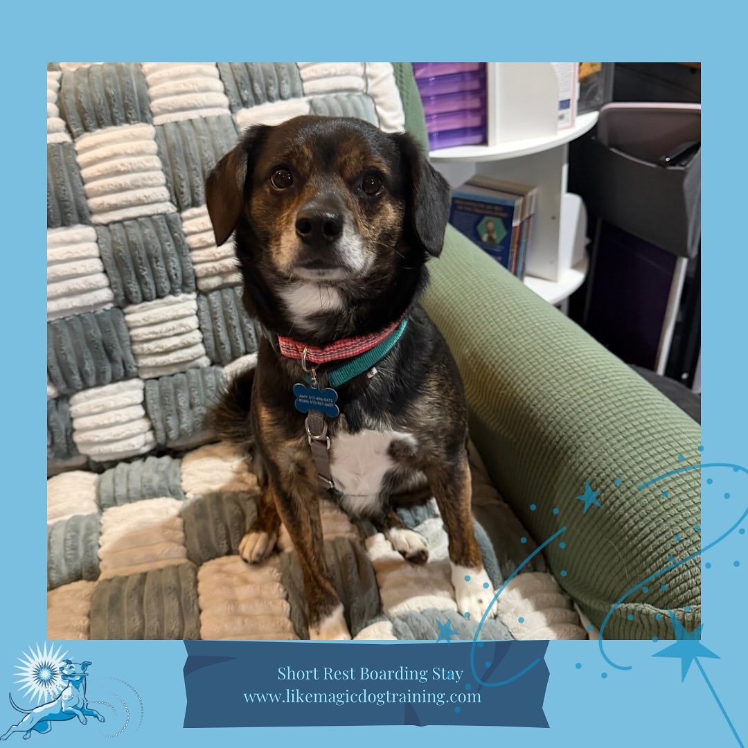 Anthony also joined us yesterday, and has been acclimating SO nicely. He can be a quiet boy, but does so well curling up with Fig and Riz on the couch 🥰