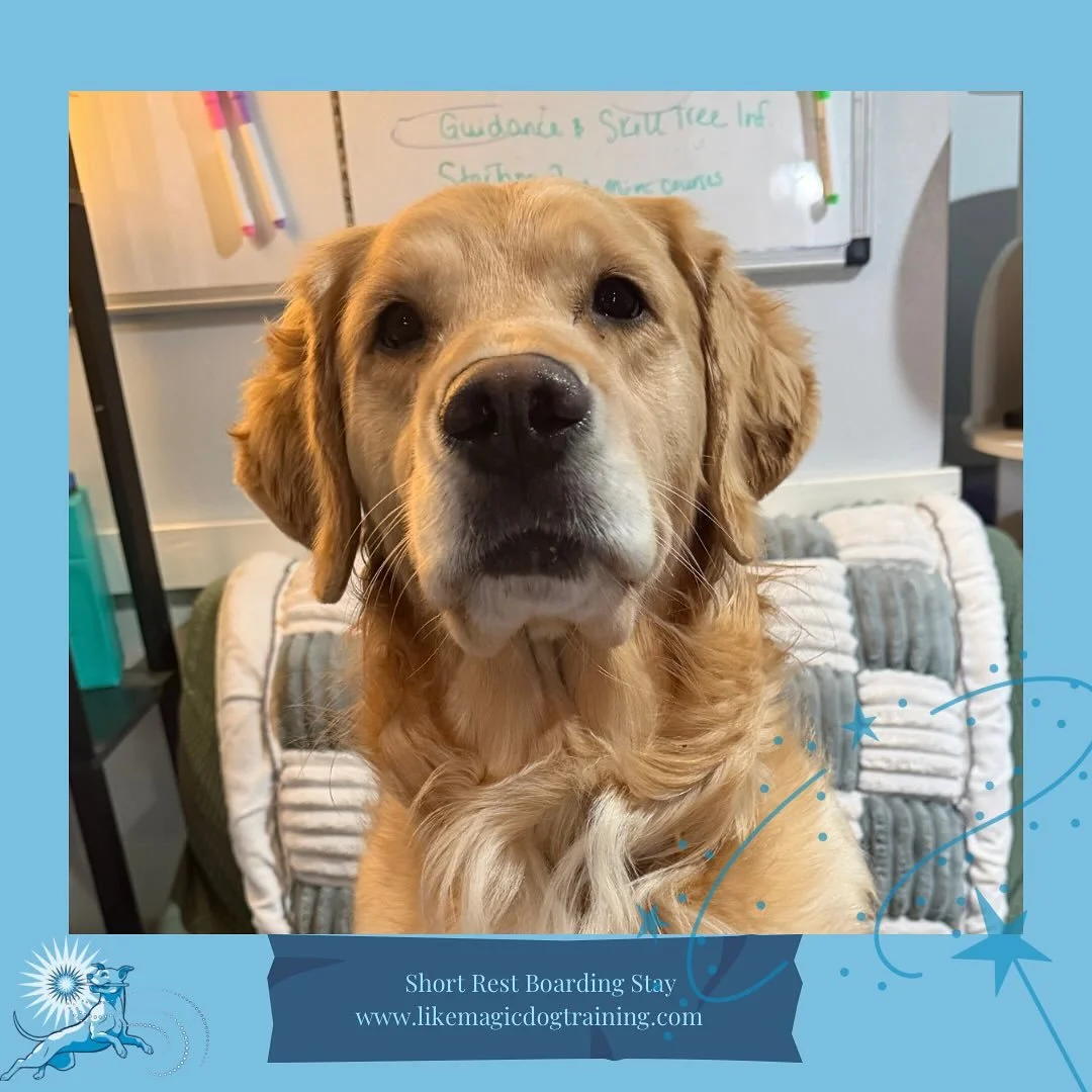 We have a full house for the holiday!  Wynnie arrived last night and posed so nicely for her morning banana 🤣