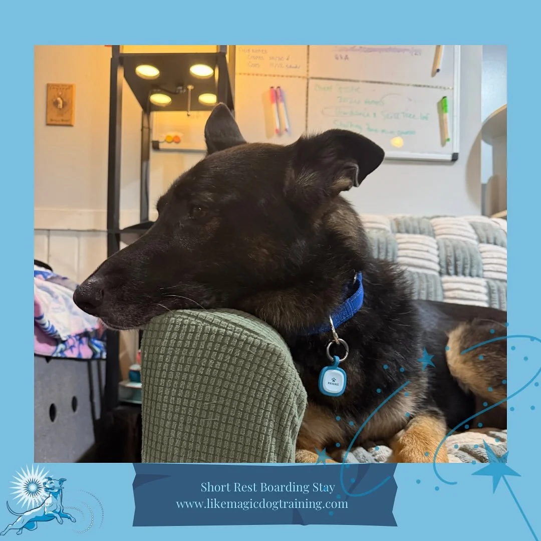 Zumo arrived as well last night and has settled himself right in.  As you can see, he is too cool to pose for me 😅