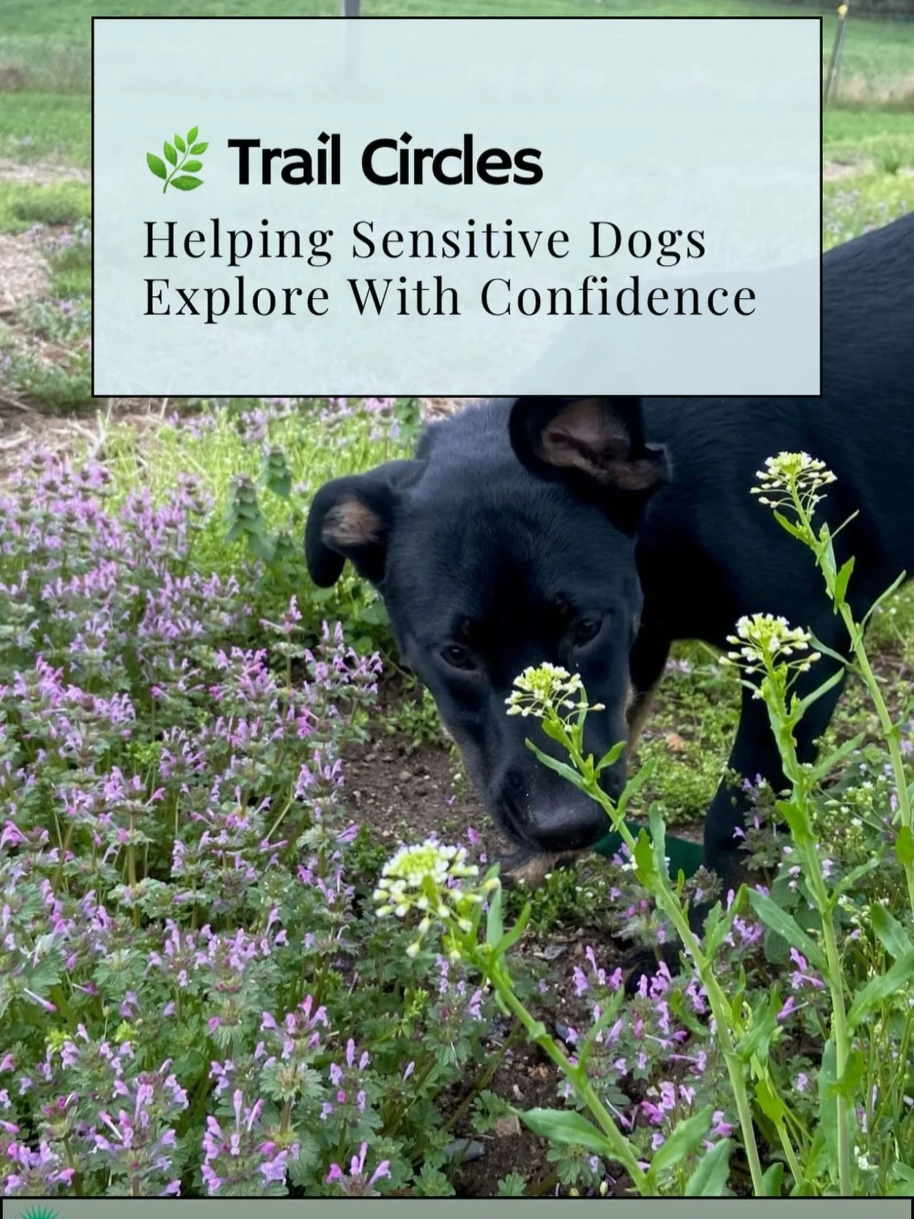 Just published a breakdown of one of my favorite movement patterns: Trail Circles.

We&rsquo;re talking:
🌿 self-regulation
🐕&zwj;🦺 decompression
🔄 navigating big emotions

Really excited to do more with this one.  Substack Link 🔗 in bio!