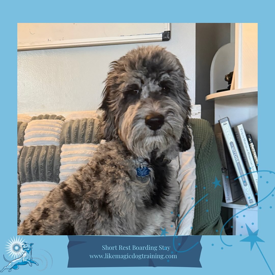 Little Miss Willa joined us yesterday too! She&rsquo;s a little bit of a worried girl, but Anthony and the other pups have been helping her feel brave!