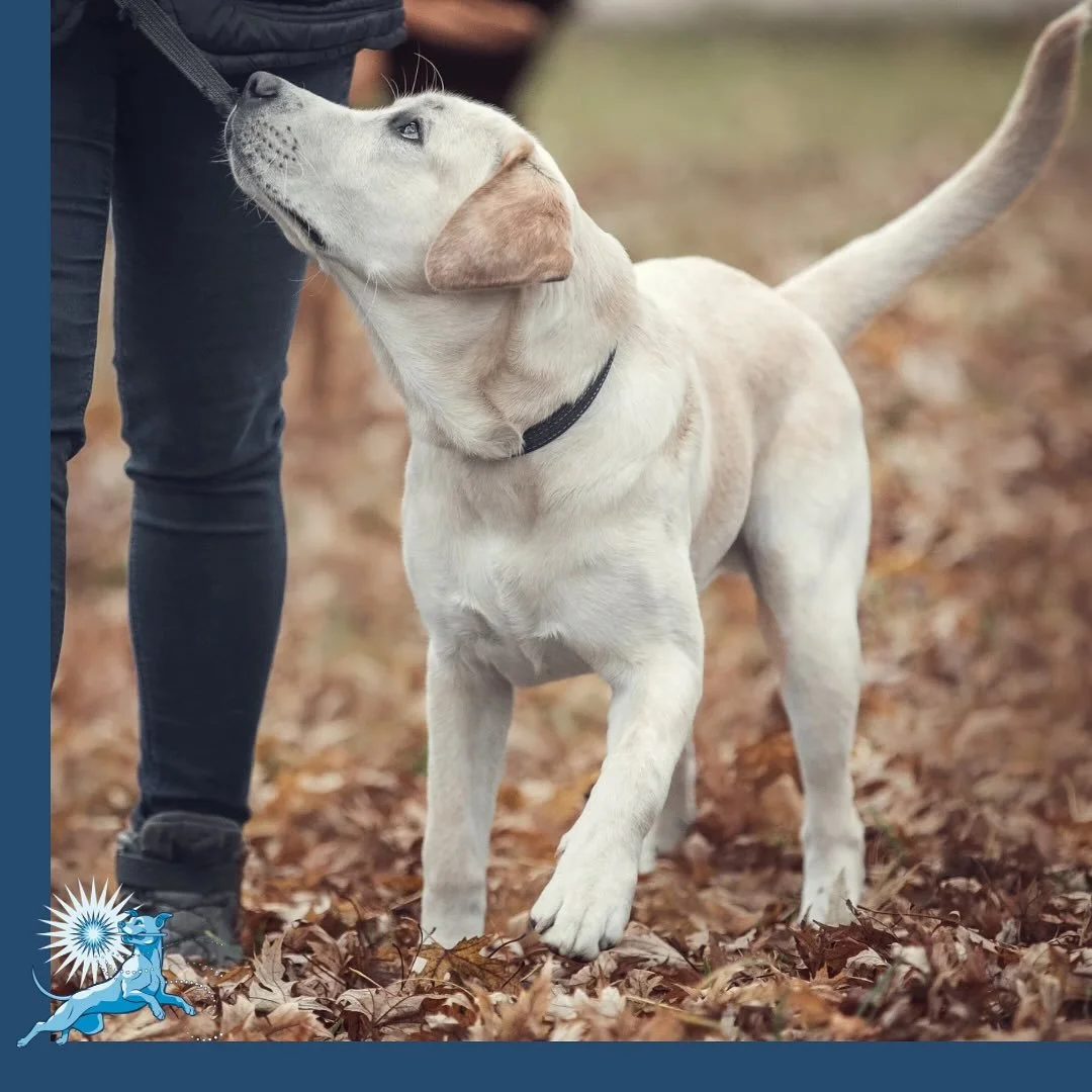 If you&rsquo;ve just brought home a new dog, you don&rsquo;t need to guess your way through those first weeks.

🔹 Controlled Chaos: New Pet? Start Here &mdash; your free, step-by-step video guide
🔹 Starting Zone Mini Courses &mdash; self-led founda