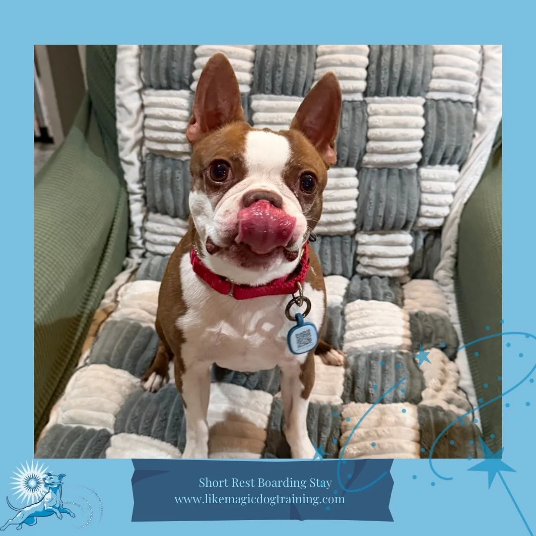 Euclid can always be counted on for Personality Photos 😂🥰 he&rsquo;s here for the week while his mom is away - get ready to lots of Boston antics!!!