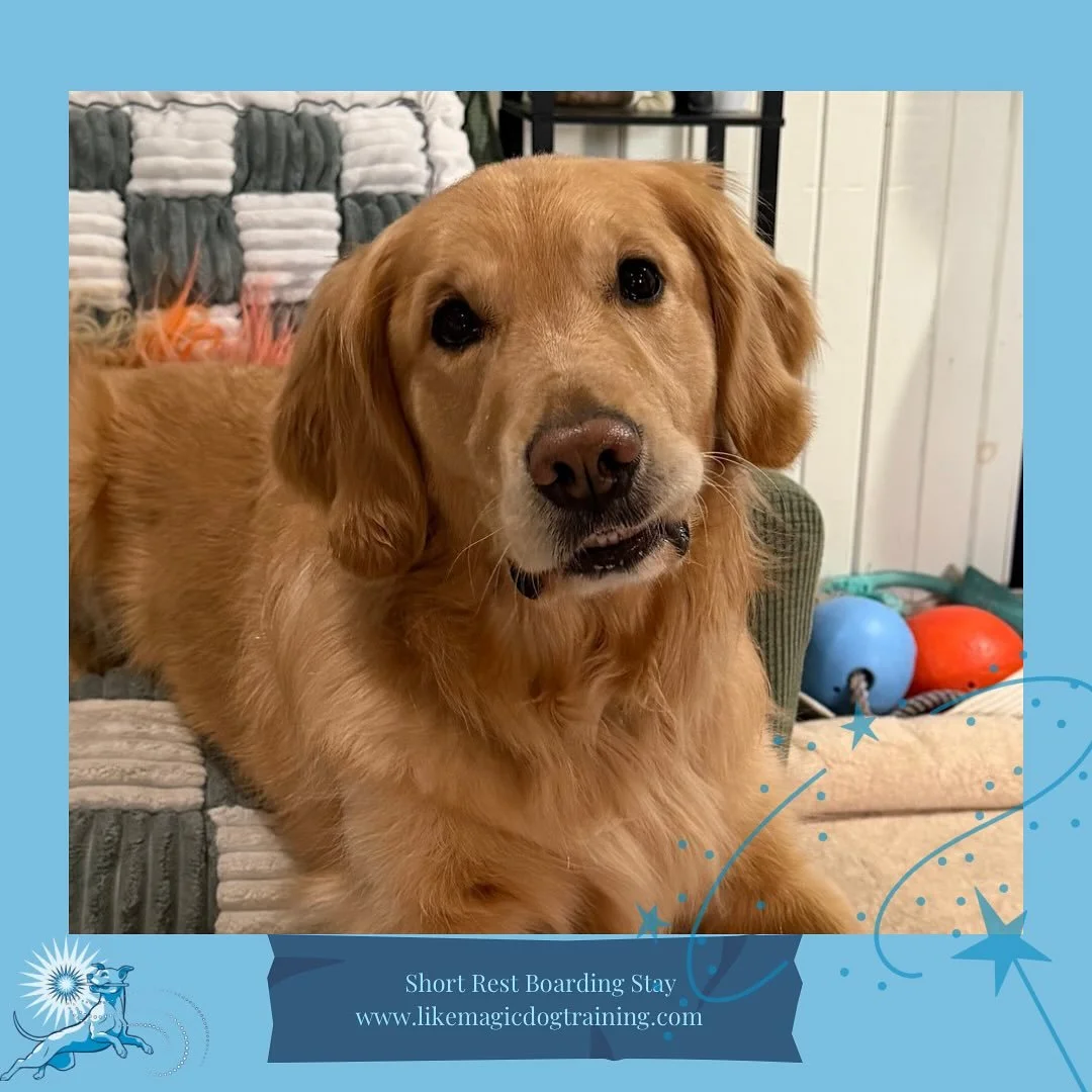 I&rsquo;m so happy to be gearing up to the holidays with the very first of my Christmas pals.  Paima is here while his mom enjoys an awesome (I&rsquo;m jealous) trip to Italy!  Say ciao, Paima 👋