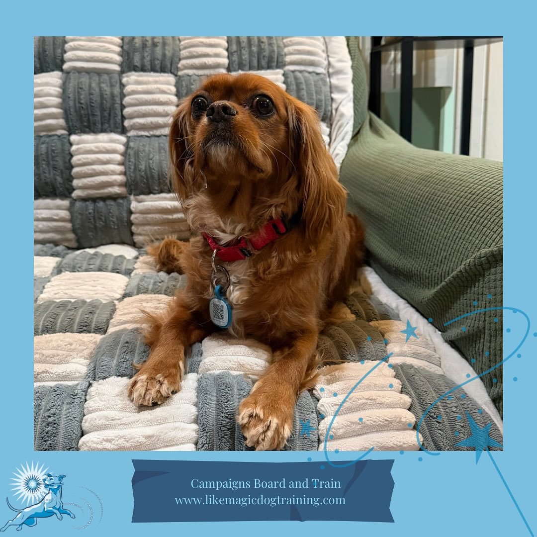 Chestnut joined the gang today! Ches and Paima are old friends, and added Fig and Riz seamlessly to their group! Ches will be doing some body conditioning and a little Nosework during his stay!