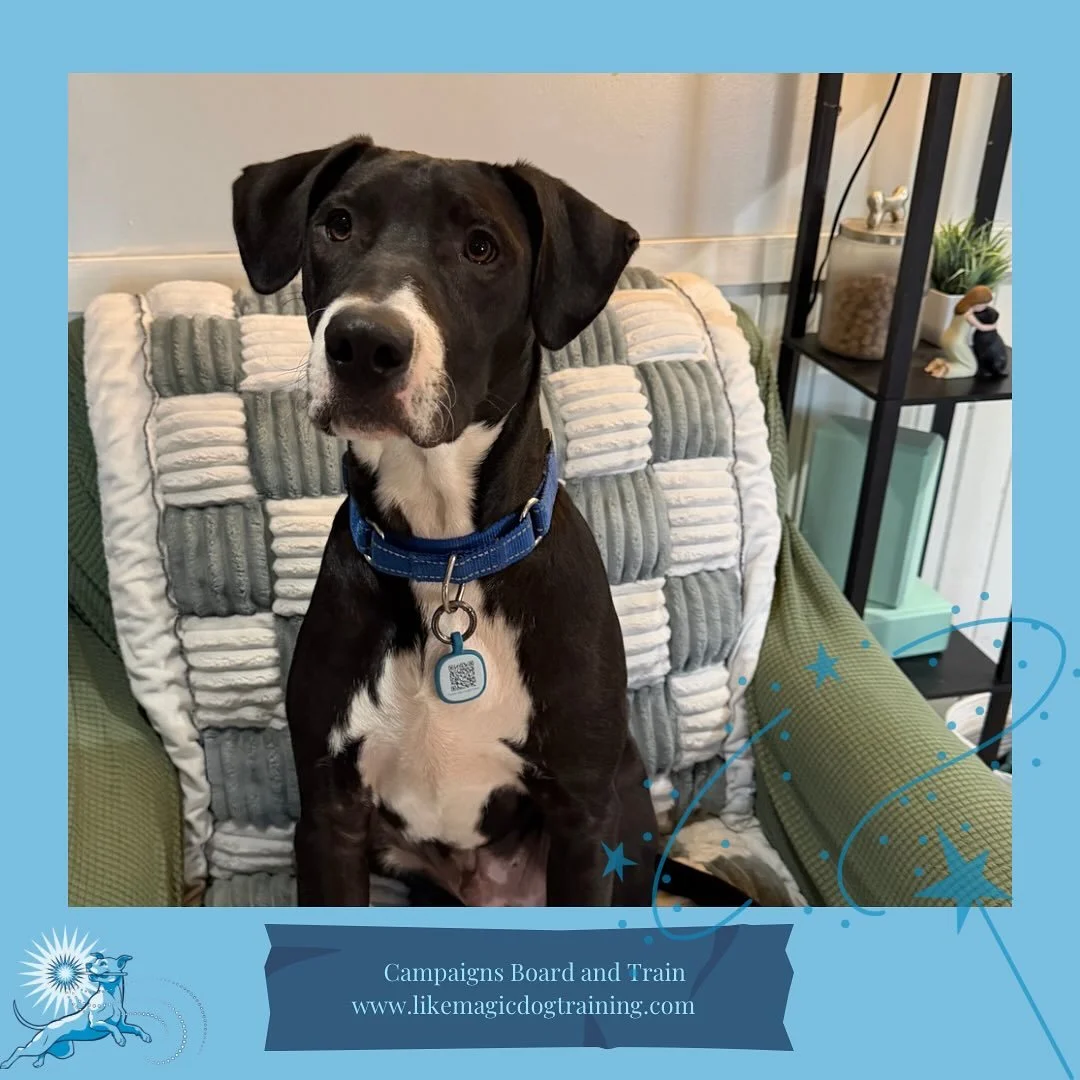Welcome Babka!  Babka is an adorable young teenager here to work on his manners (especially around distractions) and in building his confidence with new people and places!