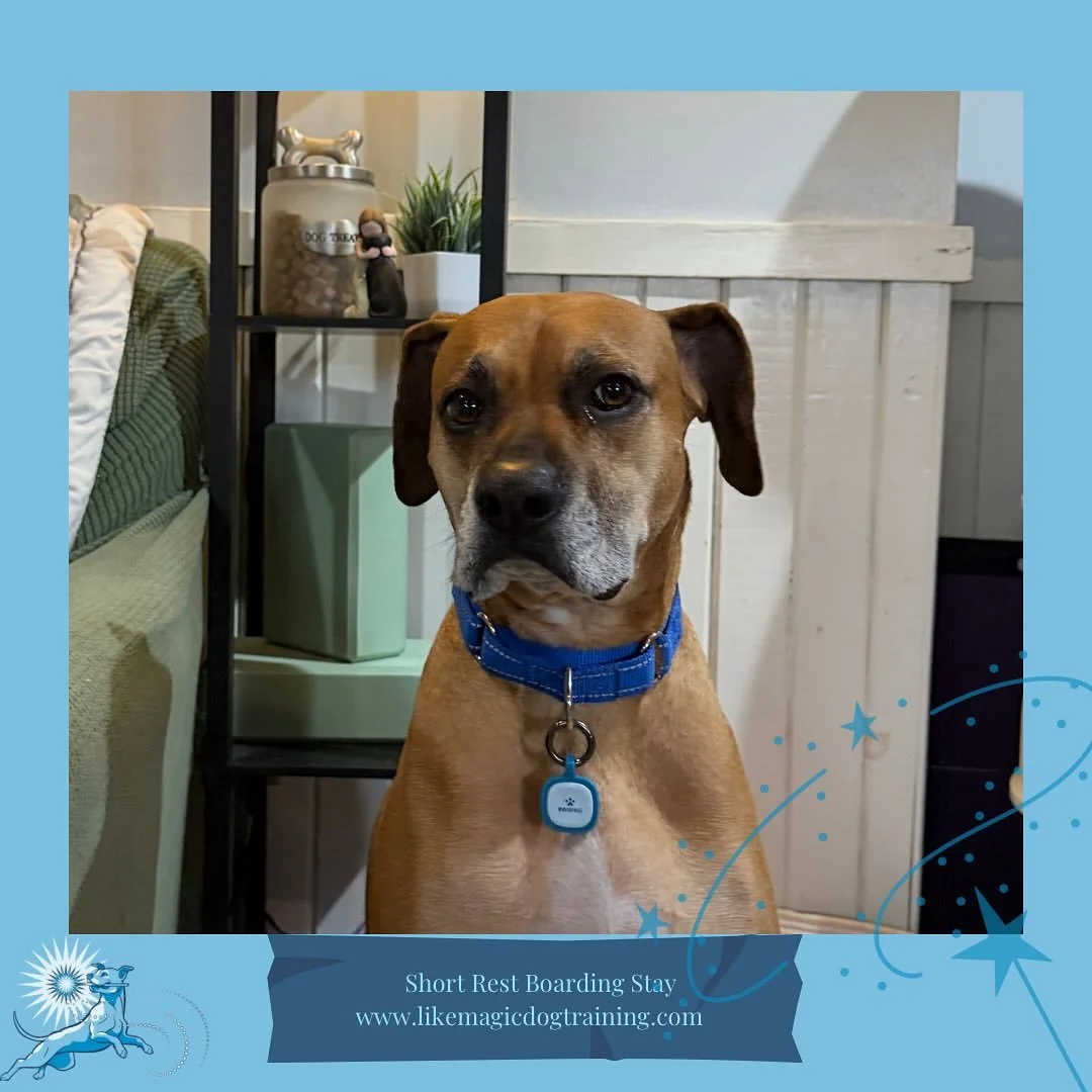 George has joined the Christmas crew!  His people moved out of state this past year, so getting a visit from him is an extra treat!!!