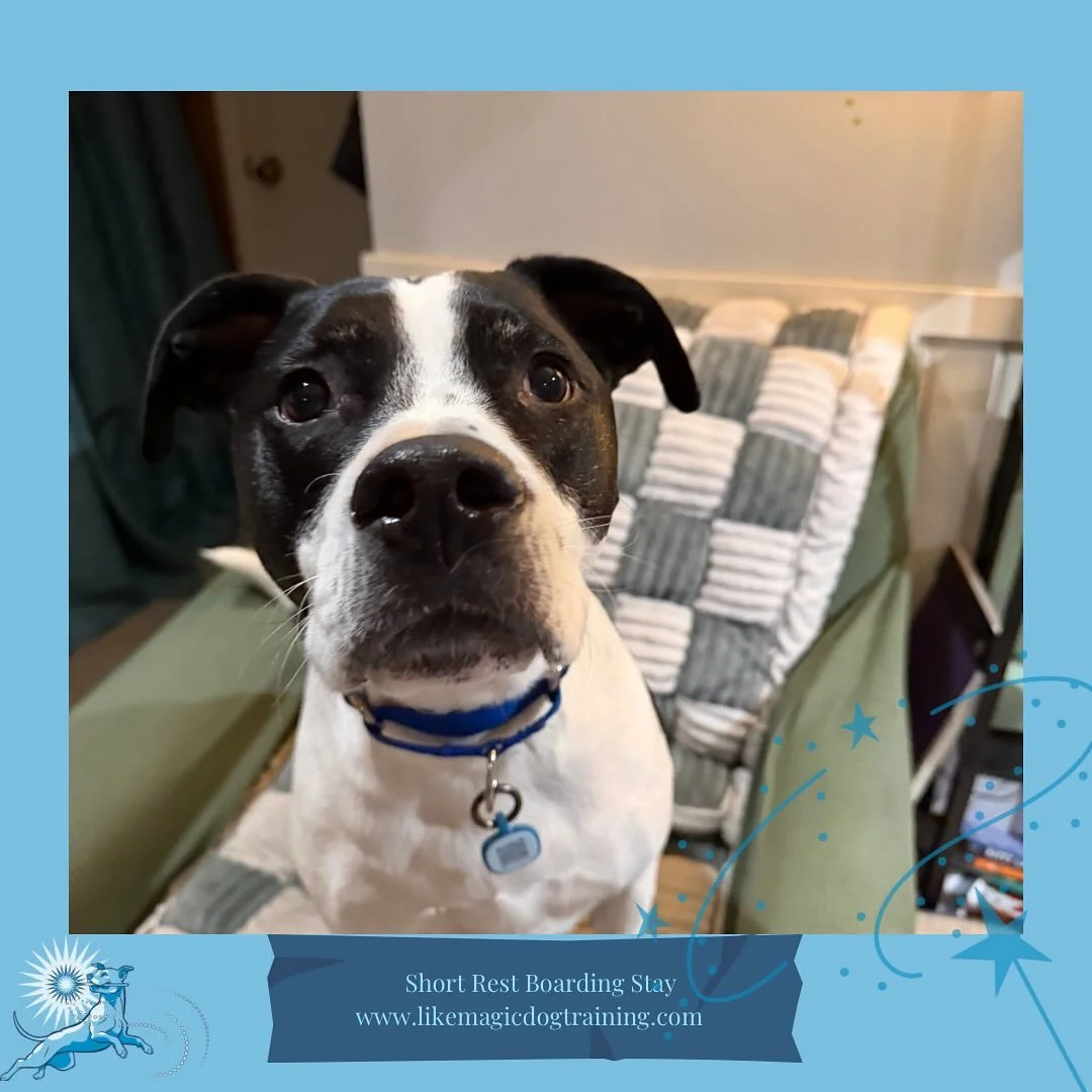 &lsquo;Twas the night before Christmas and all through the house, not a creature was stirring&hellip; except Bruce, who arrived as the last of the Like Magic Christmas Boarders! 
We have a FULL house this week and I&rsquo;m so happy to get to share t