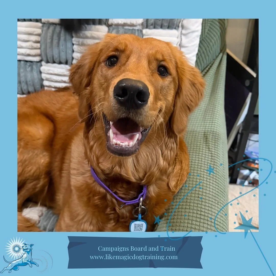 Yay more Goldens! Kaia joins us for the end of the year - and for a refresher on loose leash manners and polite greetings.  She&rsquo;s already been happy to meet and wrestle with her new pal Babka and to see her buddy Paima again!