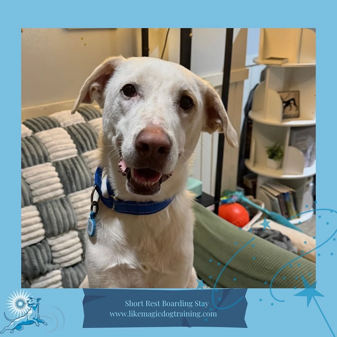 Caught a new face in stories? That&rsquo;s Tom, who arrived tonight and is already fast friends with the teens here (which, I&rsquo;ve been informed, absolutely INCLUDES Paima). Tom is our very last boarder of the year- happy to have my new year&rsqu