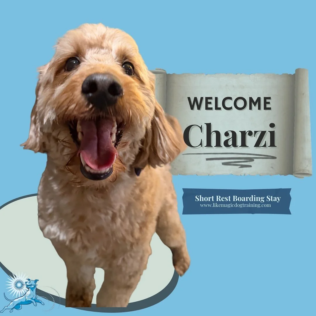 For the second year in a row, Charzi is the first new boarder of the new year!  He&rsquo;s here for a few days to play fetch with me while his folks are out of town ❤️