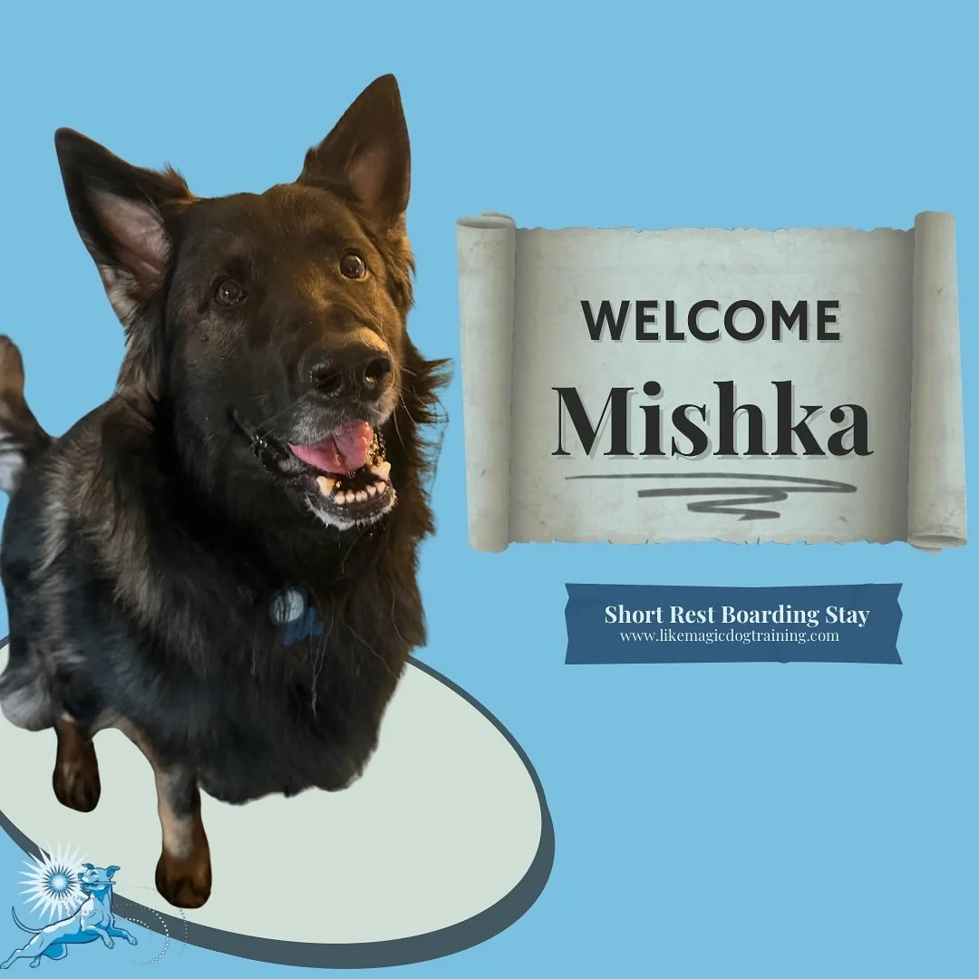 Fig&rsquo;s brother has arrived! Mishka is here for the next couple weeks while his mom recovers from surgery. Welcome big bro!