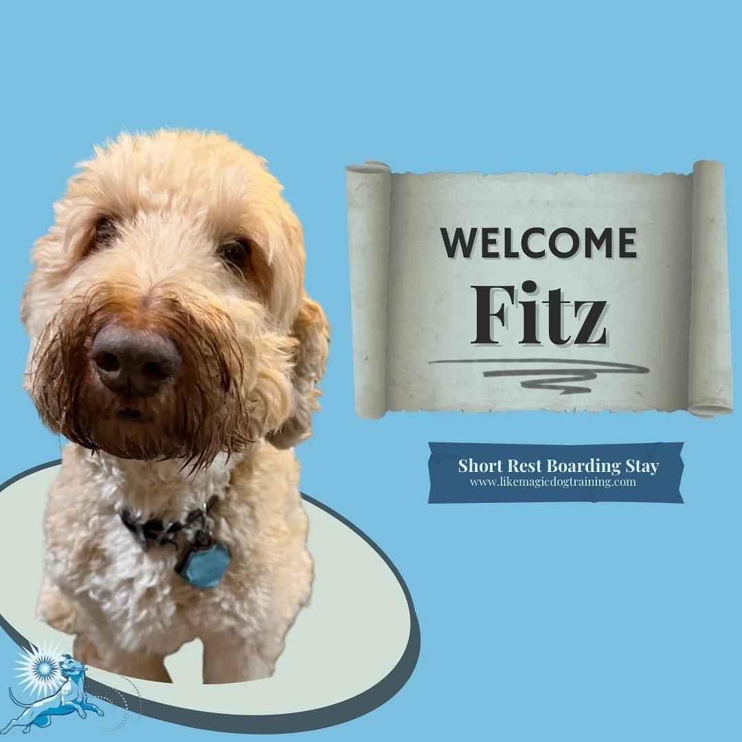 @fitzthewonderwhoodle is also here for an overnight and being his sweet spinny snuggly self!