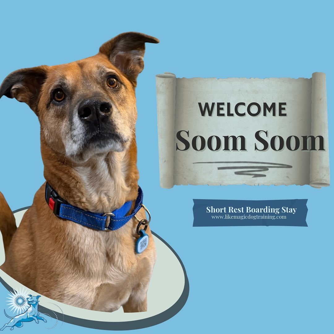 So behind on my welcome posts for a busy weekend! Soom Soom arrived last week and has been helping me film some sniffy stuff like the brilliant boy he is 🥰