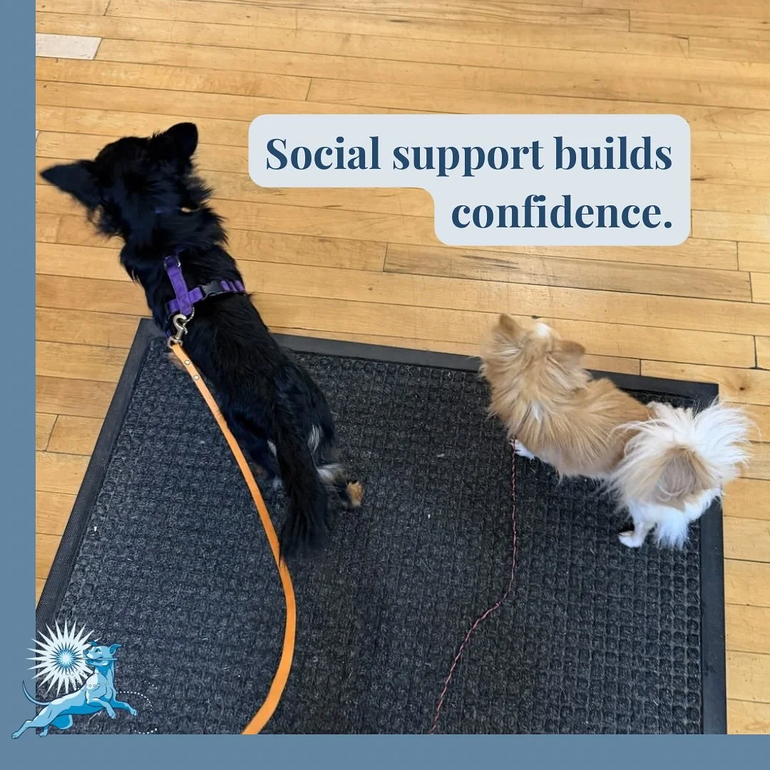 One thing I didn&rsquo;t dig into yesterday that&rsquo;s worth slowing down and talking about is social support &mdash; and what it actually looks like when it&rsquo;s helping, not just &ldquo;another dog being present.&rdquo;
In this outing, Zola wa