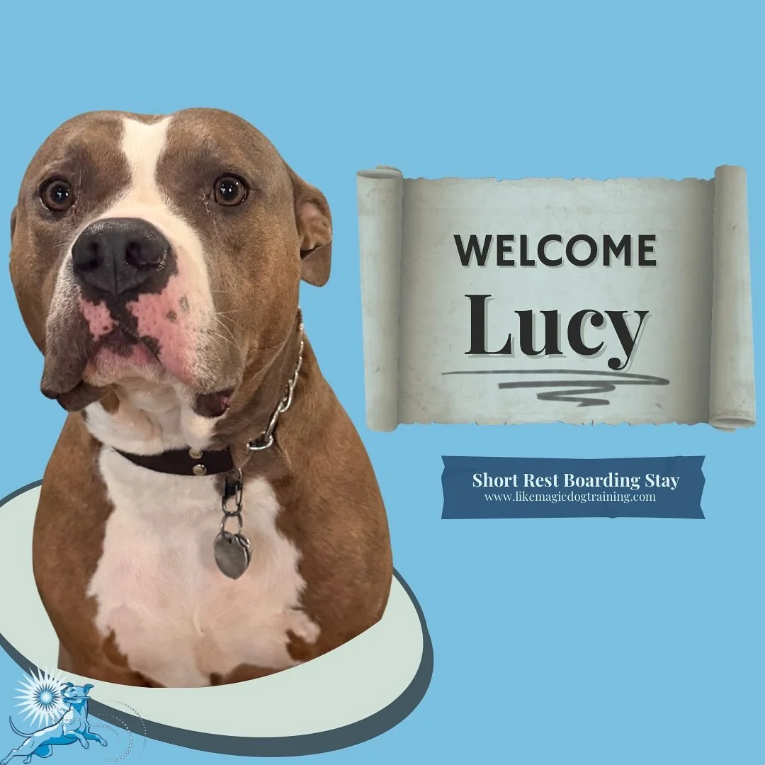 Lucy is also here hanging out with the crew!  See my stories for proof her ears did come to hang out too.