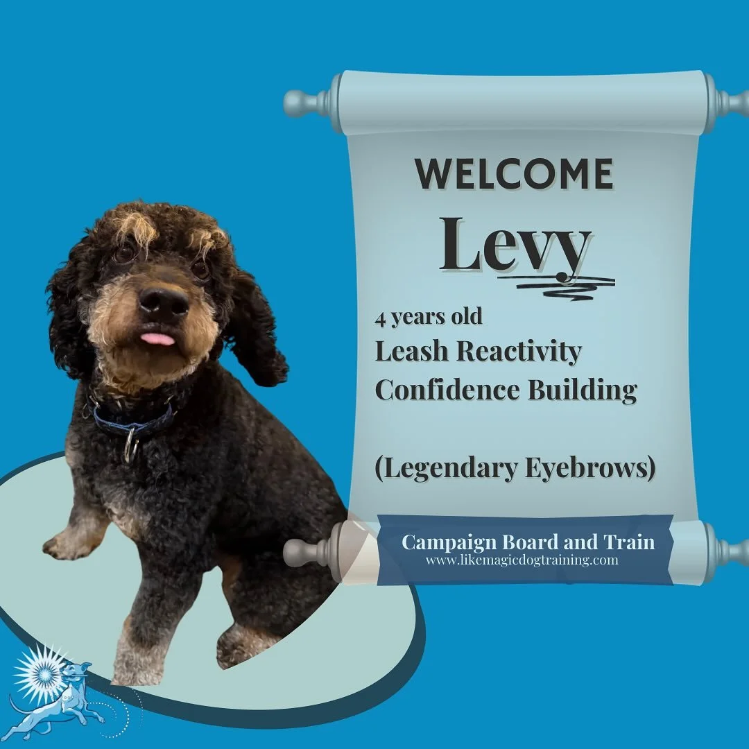Levy is here! Levy will be with me for the next few weeks working on his leash reactivity and some confidence building in all areas of life.  I&rsquo;m very excited to work with him and his eyebrows 🥰