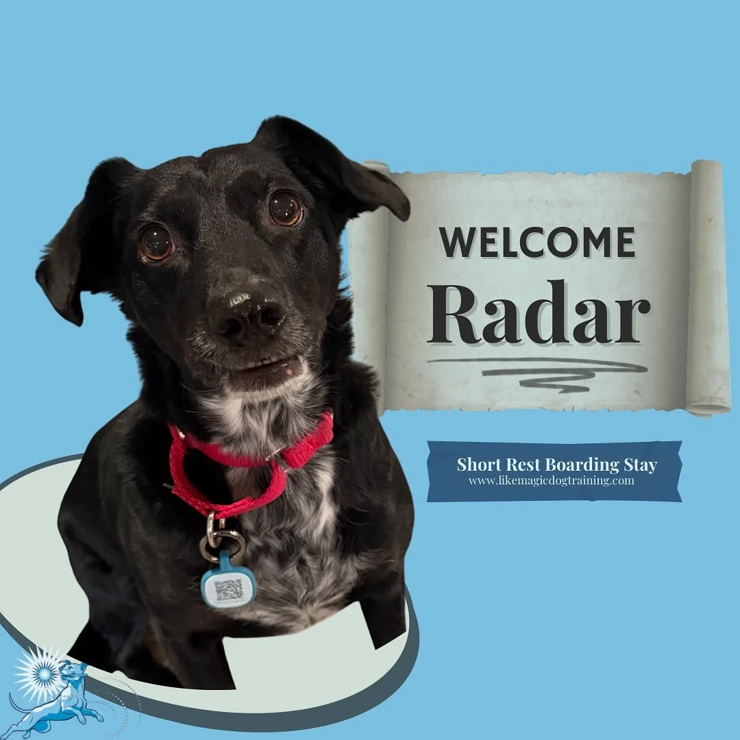 Radar is here for snuggles!  This picture chosen for the teeny teefs visible 🤣🥰