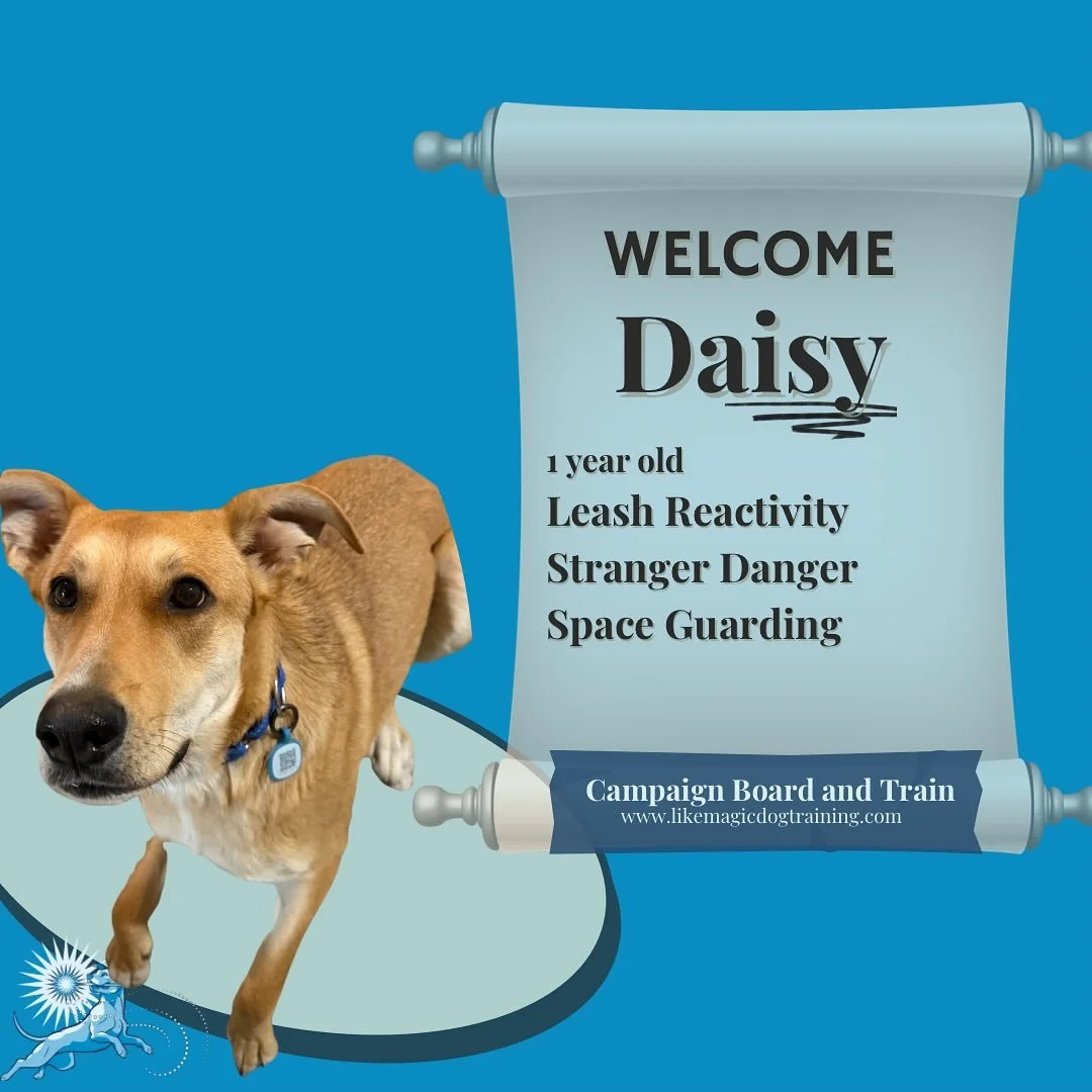 Welcome back Daisy!  Daisy has been showing some leash reactivity and stranger danger at home, so we will be diving into building her confidence out and about, as well as continuing her work on politely sharing space with other animals. 🌼