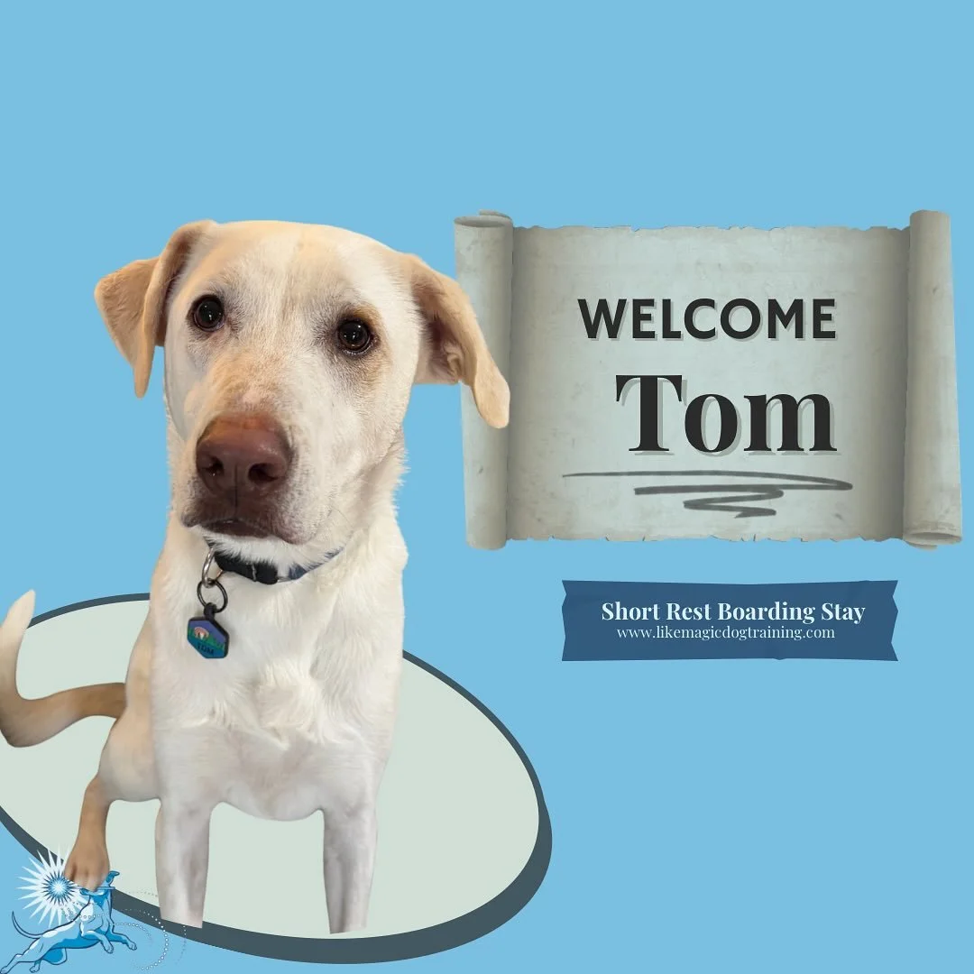 I have been remiss! I tried to post Tom yesterday but didn&rsquo;t have the signal! My buddy Tom is joining us this week and has already been charming all the other pups here 🥰