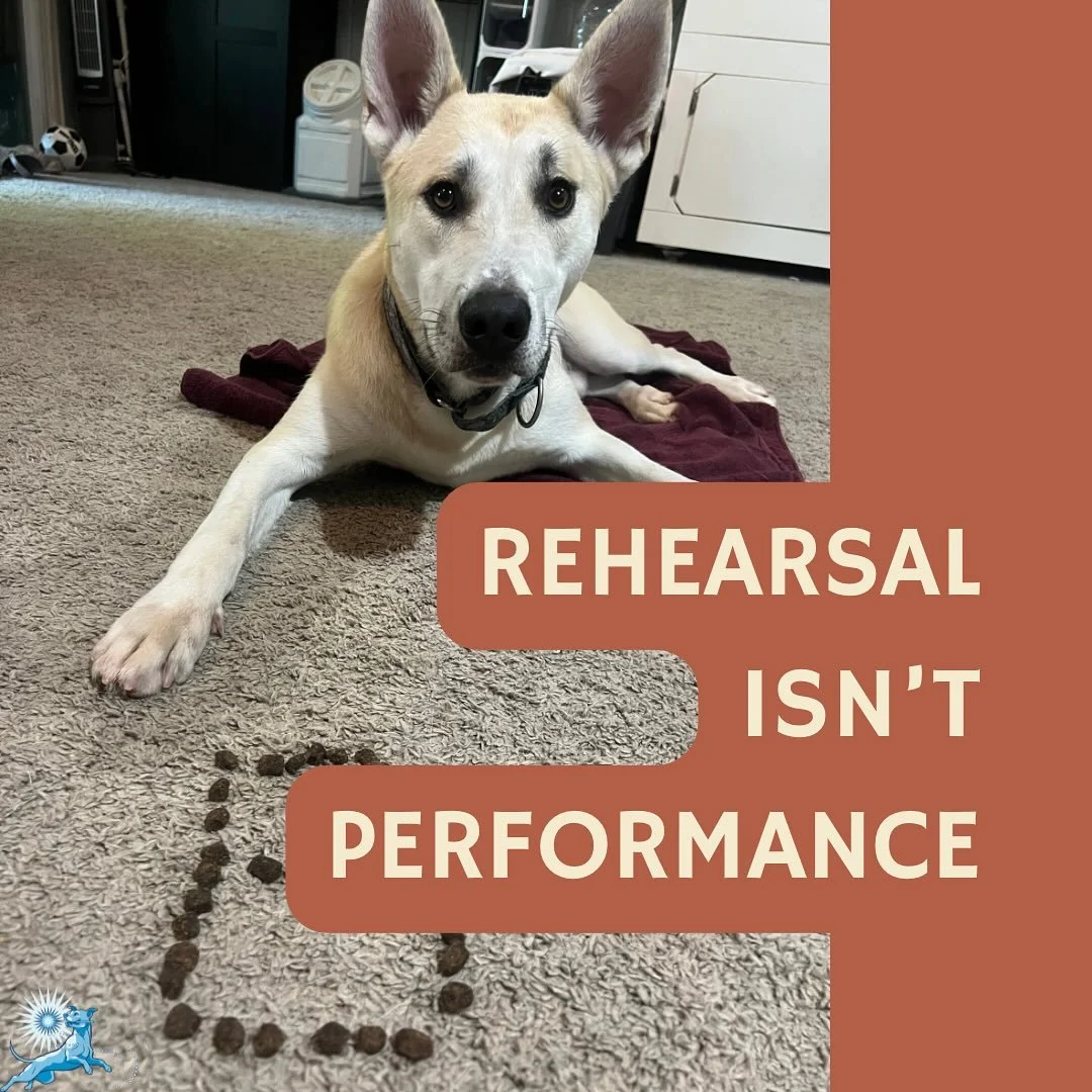 Rehearsing the same clean reps over and over feels productive.

But behavior changes when dogs learn how to recover, recalibrate, and try again.

That only happens outside obvious training scenarios.