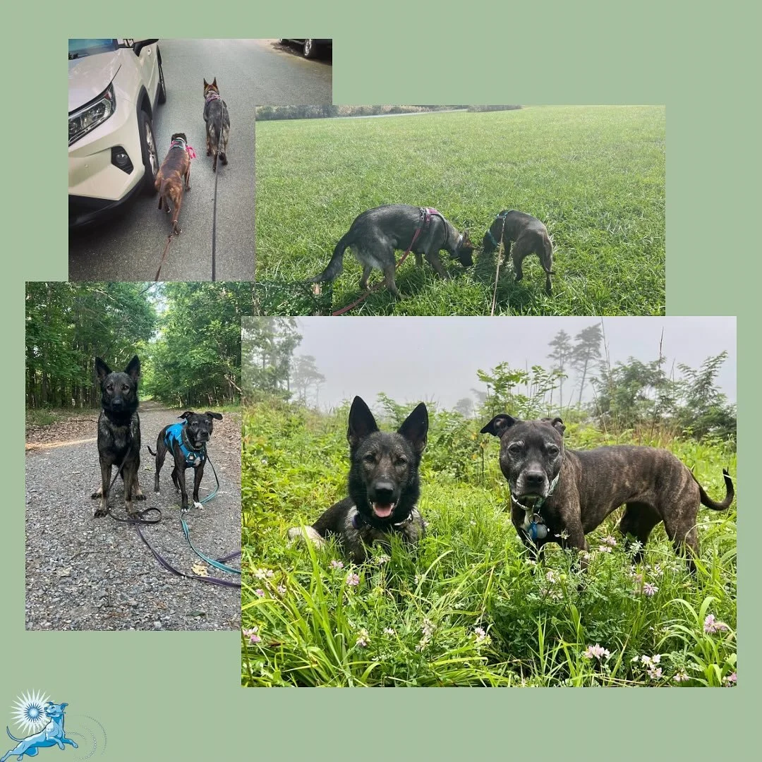 Management keeps everyone safe.

Freedom is the goal.

But there&rsquo;s a middle space where dogs learn how to handle freedom.

That&rsquo;s where most training actually belongs.

Is your dog in the messy middle? Let me know in the comments!