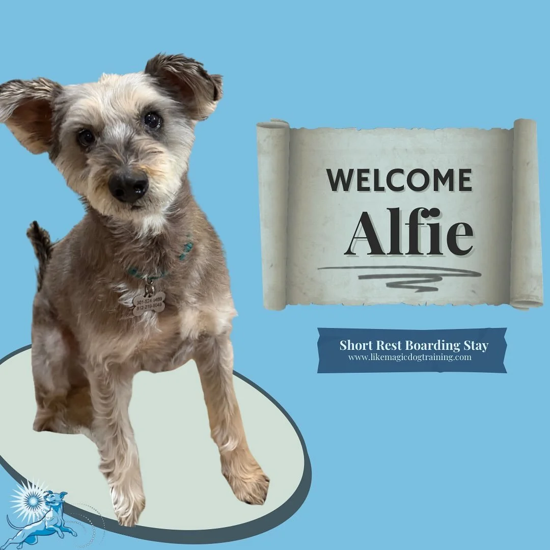 Look at this delightful muppet! Alfie has come out to work with me in private lessons but this is his first boarding stay!  What a perfect Valentine 🥰