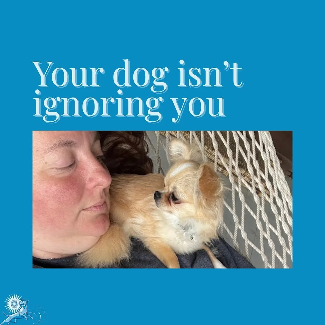 Behavior is never *just* disobedience.

It&rsquo;s information.

If we listen, training gets a lot easier.