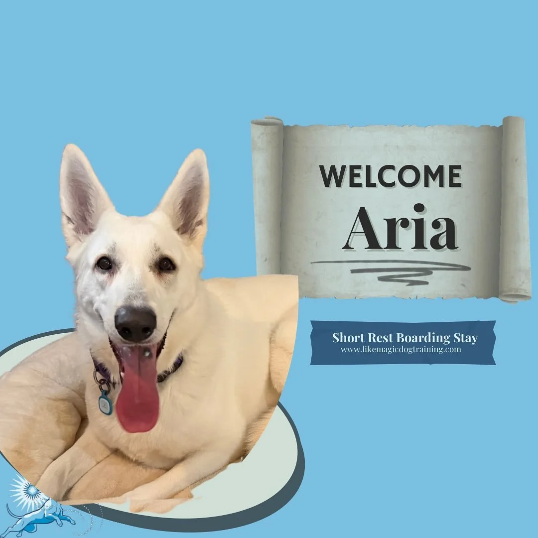 Aria is here! Aria is a sweet bouncy adolescent white swiss shepherd and has fit in seamlessly with Artie and Daisy&rsquo;s playtime.  The three girls have been having a blast playing and snuggling while Aria&rsquo;s mom is away!