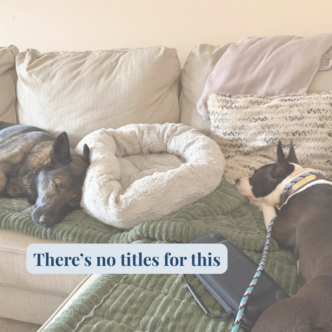 There aren&rsquo;t ribbons for this.

No titles for dogs who feel safe enough to fall asleep next to each other.

No podium photos for soft bodies, shared space, and quiet afternoons.

But these moments tell me more about a dog&rsquo;s wellbeing than