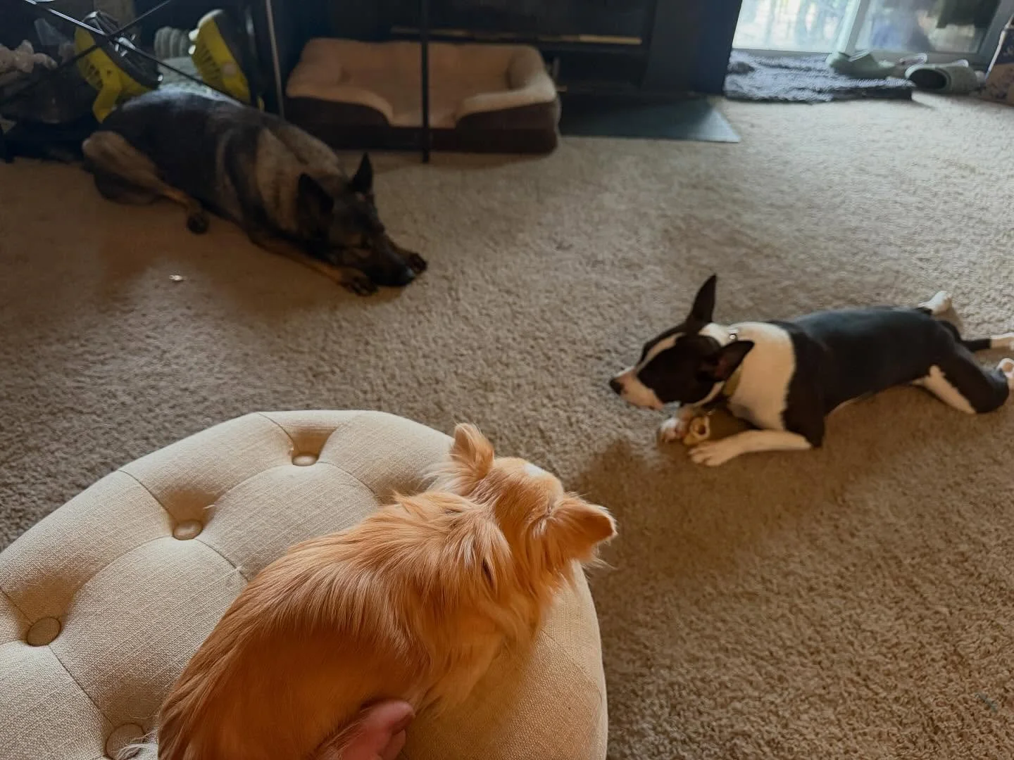 Integration isn&rsquo;t exciting most of the time.

It&rsquo;s repetition.
Clear boundaries.
And a lot of calm, shared space.

Artemis is thrilled with every being she meets, and desperately wants a full, complete, and physical interaction with all o