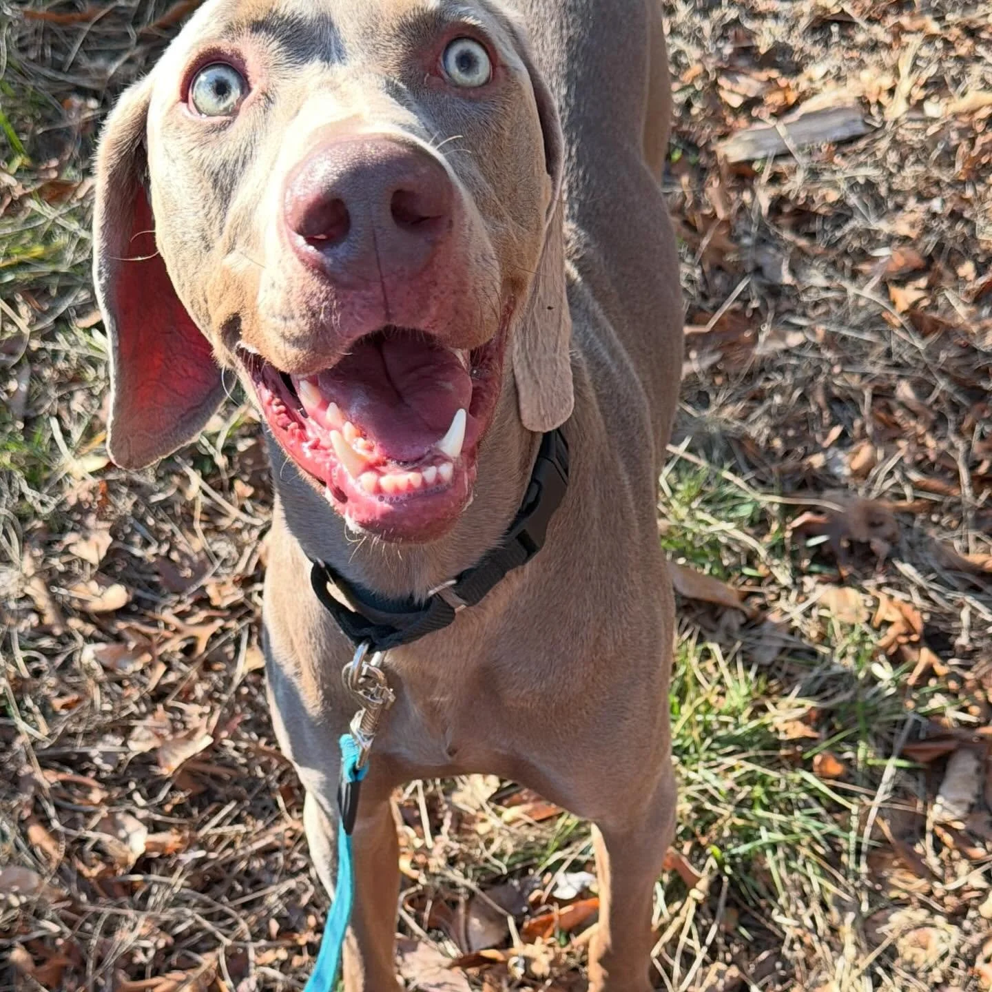 Have I been teasing Zoro about being possessed by the spirit of a Victorian ghost all month? Yes.
Is there something magical about visibly seeing confidence built in new environments? Also yes.
Swipe to see how Zoro&rsquo;s face has changed over his 