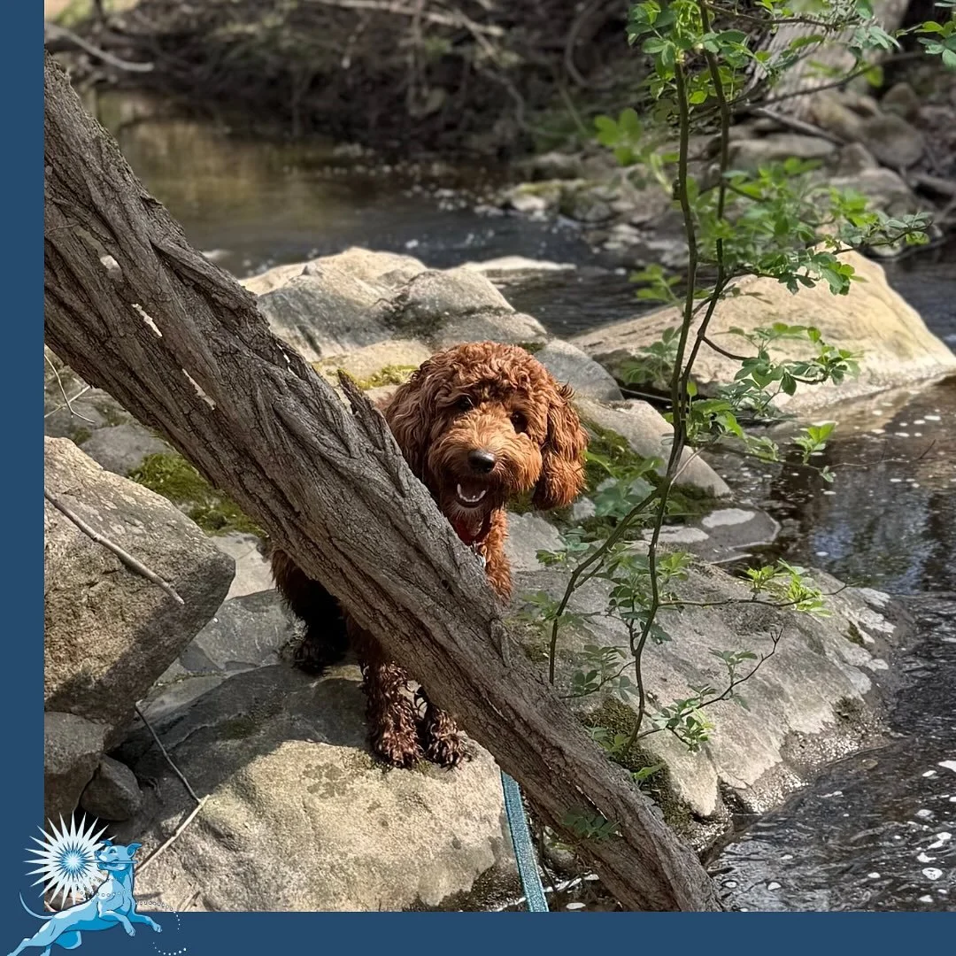 When dogs struggle with confidence, we often focus on the environment.

But sometimes the starting point is the body.

Millie startles easily, even with small changes around her &mdash; which can be a sign that she doesn&rsquo;t feel fully grounded i