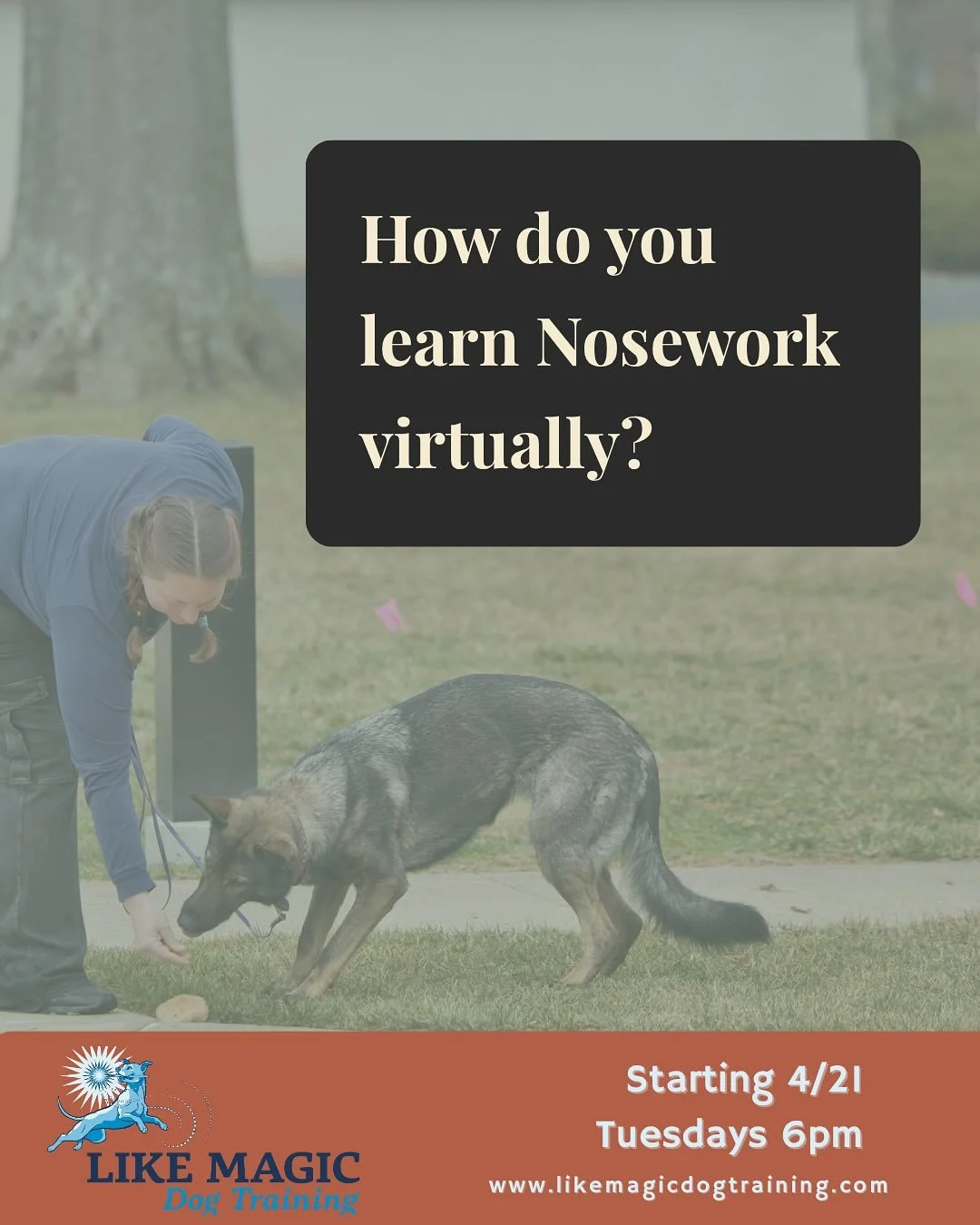 Virtual nosework works &mdash; here&rsquo;s how.
Pre-recorded lessons you watch on your schedule. Exercises you film throughout the week and share with the class on WhatsApp. Live Google Meet each Tuesday at 6pm to review videos, ask questions, and s