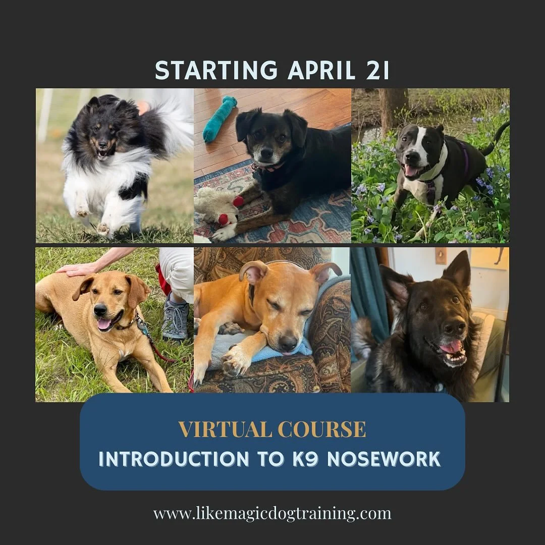 Class starts today! 

These are the dogs of Intro to K9 Nosework &mdash; Session 1. Different breeds, different backgrounds, different starting points. Same goal: follow your nose and trust yourself.
We&rsquo;ll be checking in as the weeks go on.

We