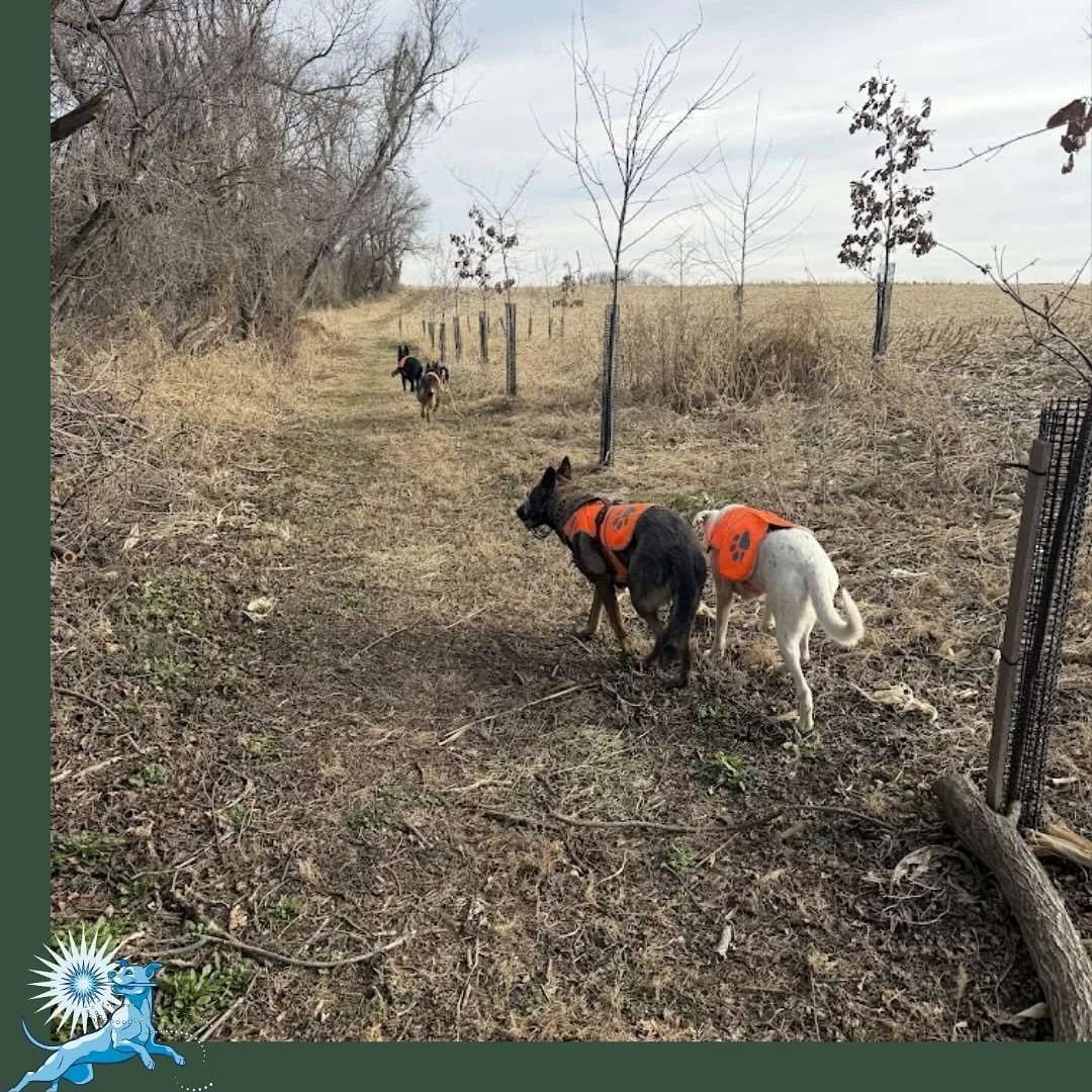 High arousal isn&rsquo;t the enemy.

A dog who can&rsquo;t regulate isn&rsquo;t choosing not to. They don&rsquo;t yet have what regulation requires &mdash; species needs met, freedom of movement, the ability to make choices about their own experience