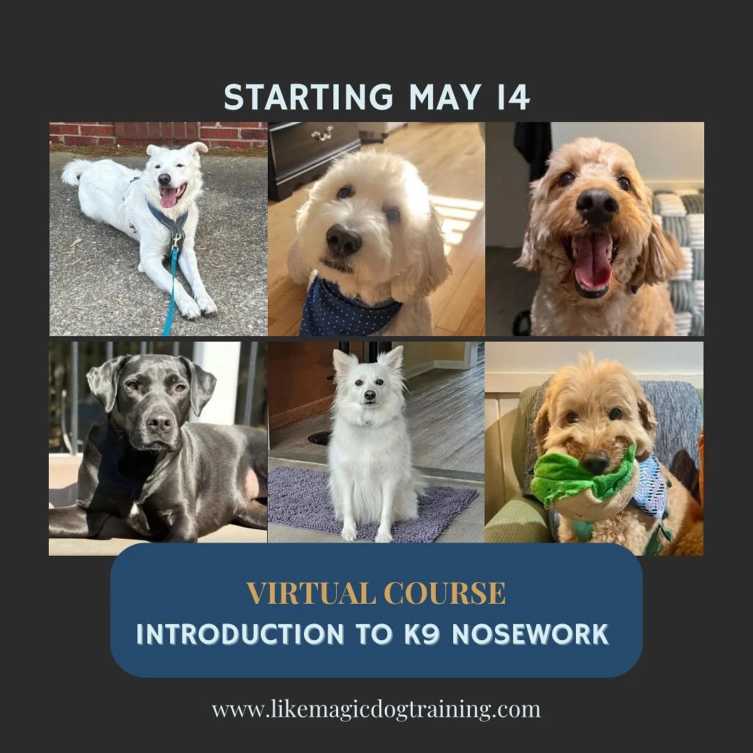 I am SO excited to have my next group of Nosework students starting class this Thursday! Ready to do some more sniffies! 

Interested in trying Nosework but couldn&rsquo;t make this round? Next Intro class will be starting in August - visit the Nosew