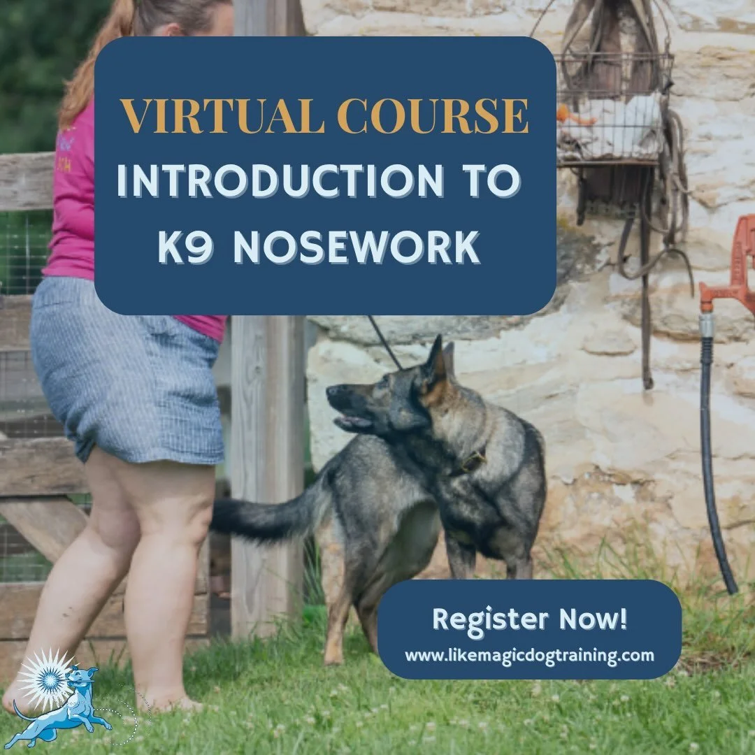 Nosework class starts tomorrow! Are you ready? 
Registration 🔗 at my website in bio
