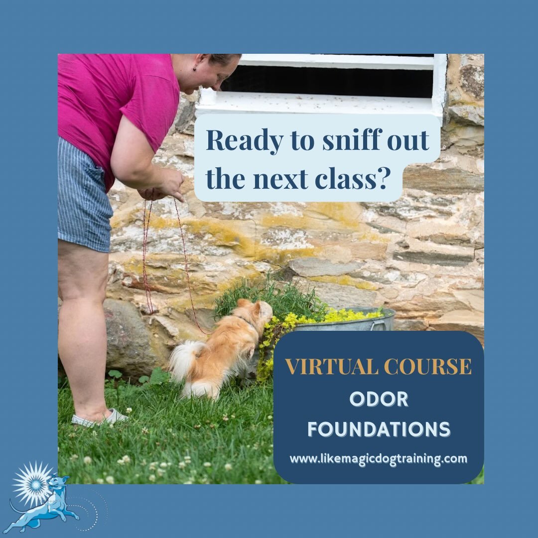 Starting October 6, introduce odor from the comfort of your couch! 
Nosework is often hailed as the perfect sport for the reactive dog but that doesn&rsquo;t mean the classroom is always the ideal space for them.  Virtual courses let you focus on the