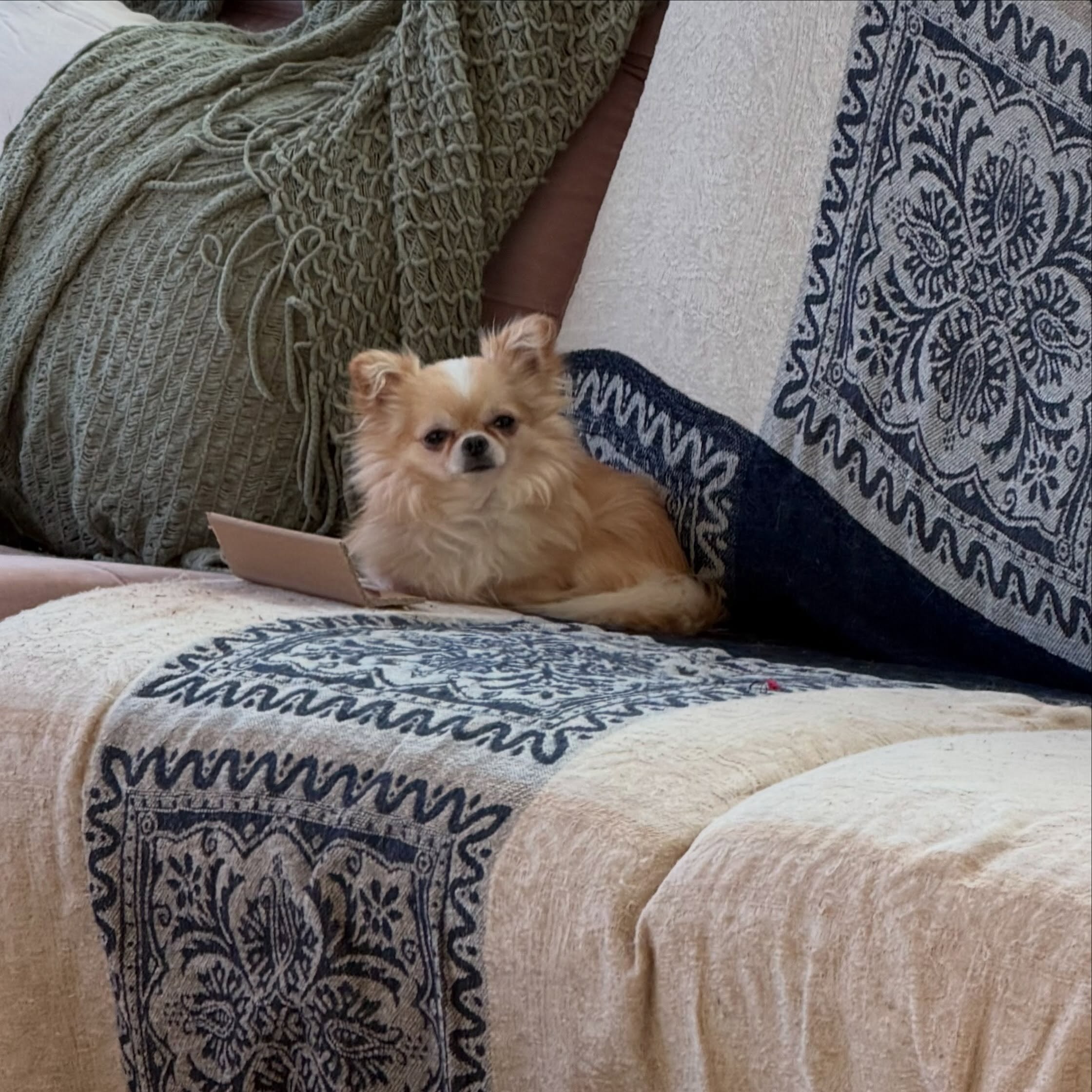 Riz is ready to work on his virtual lessons with his makeshift kaptop!

Virtual training has been a huge shift - but one that I am really loving. While physically more distant, it allows me to meet clients where they are with their dogs - adjusting a