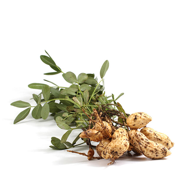 Minibarist peanuts natural