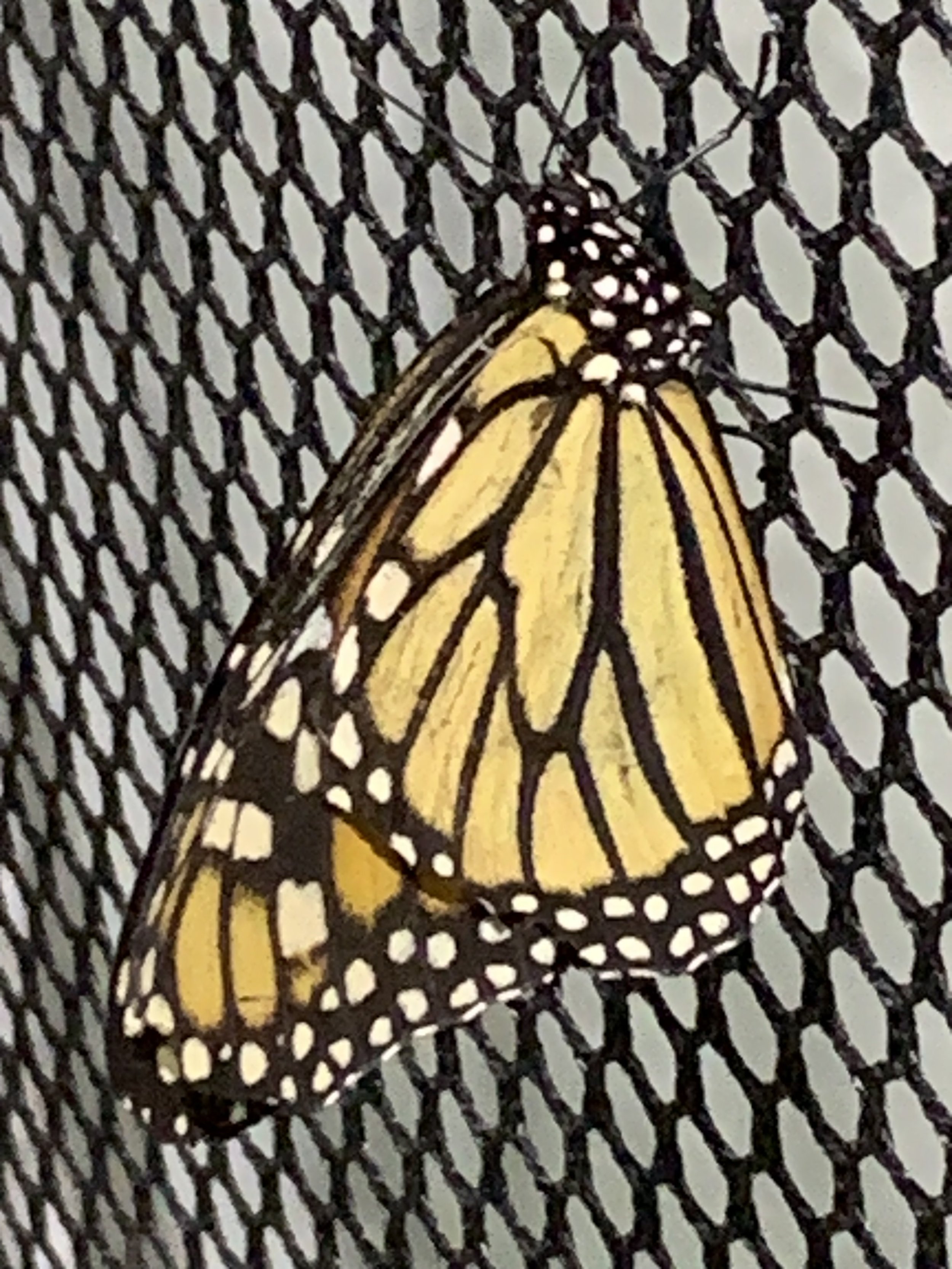 JanetHildDesign.Butterfly2