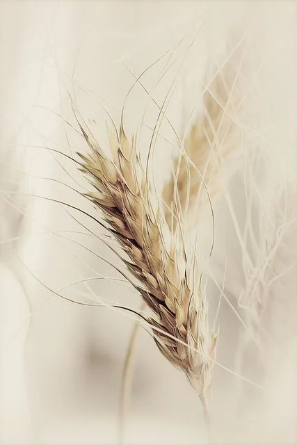 WHEAT INTOLERANCES – WHAT YOU SHOULD AND SHOULDN’T EAT