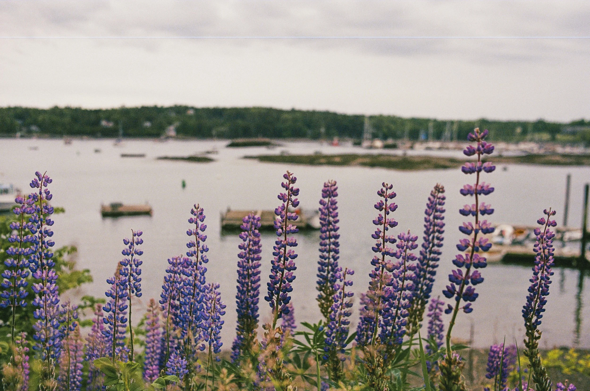 Purple lupines in front of a harbor on the Maine coast, shot on film