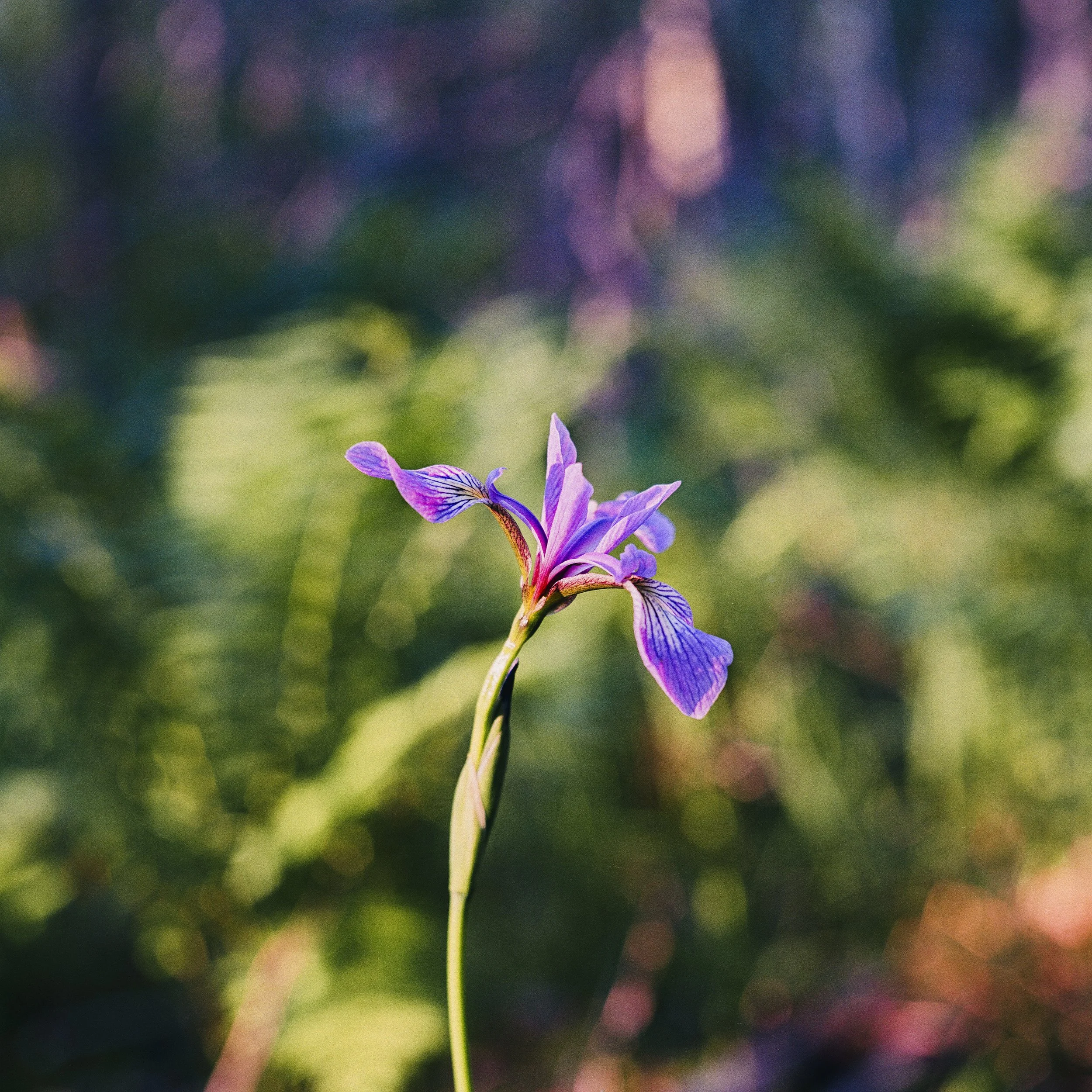 Film Portfolio-104.jpg