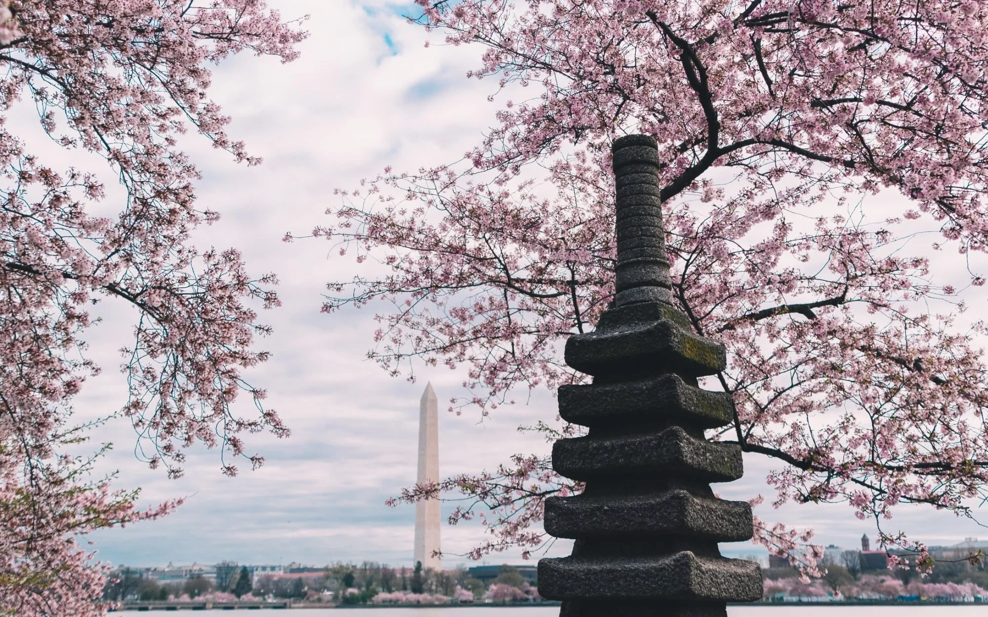 Cherry blossom trees with pink flowers in bloom, with the Washington Monument visible in the background.