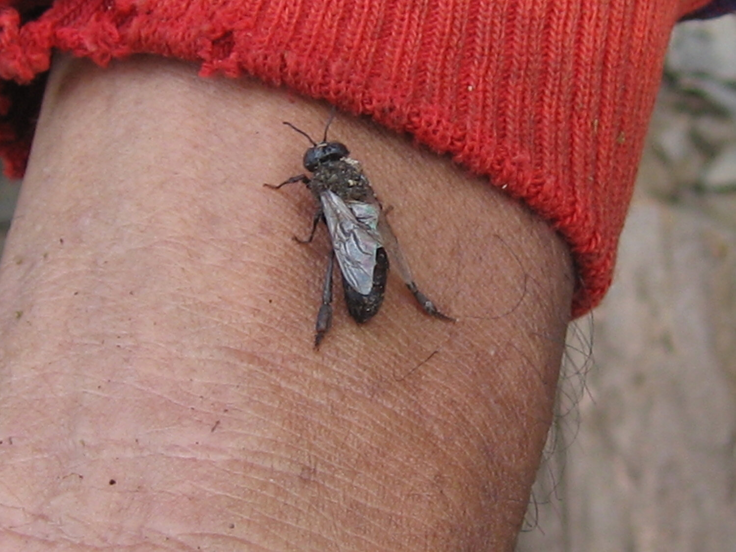 baby bee - apis dorsata.jpg