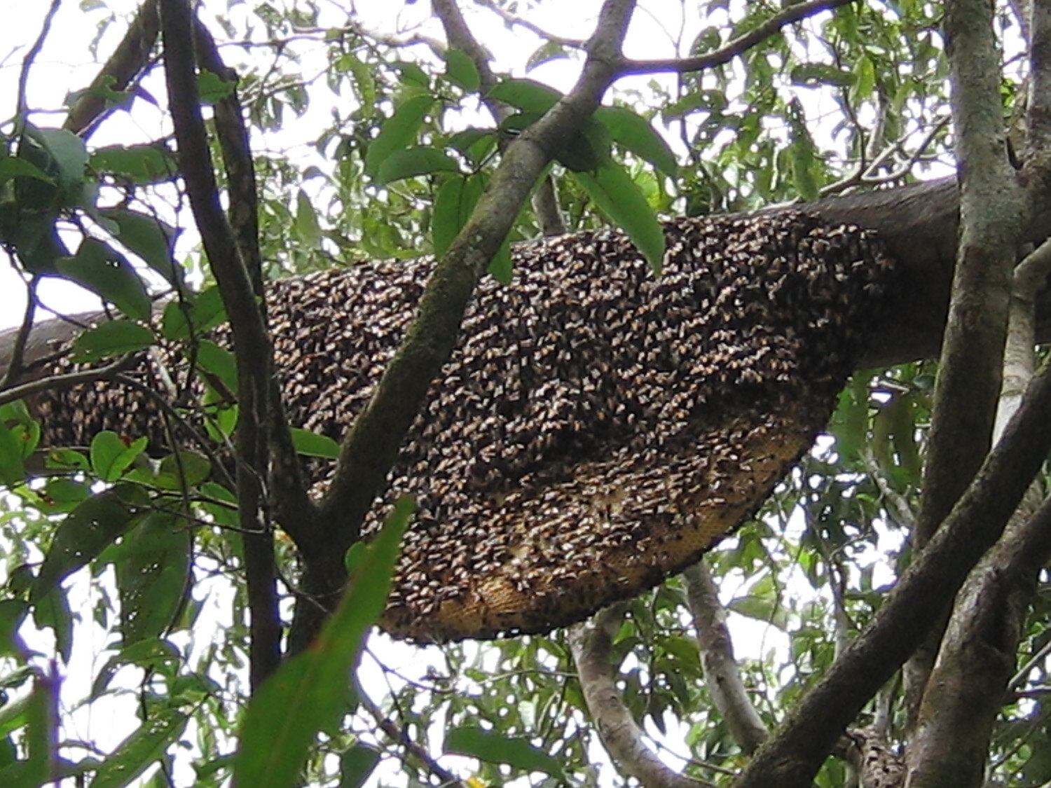 wild hive.jpg
