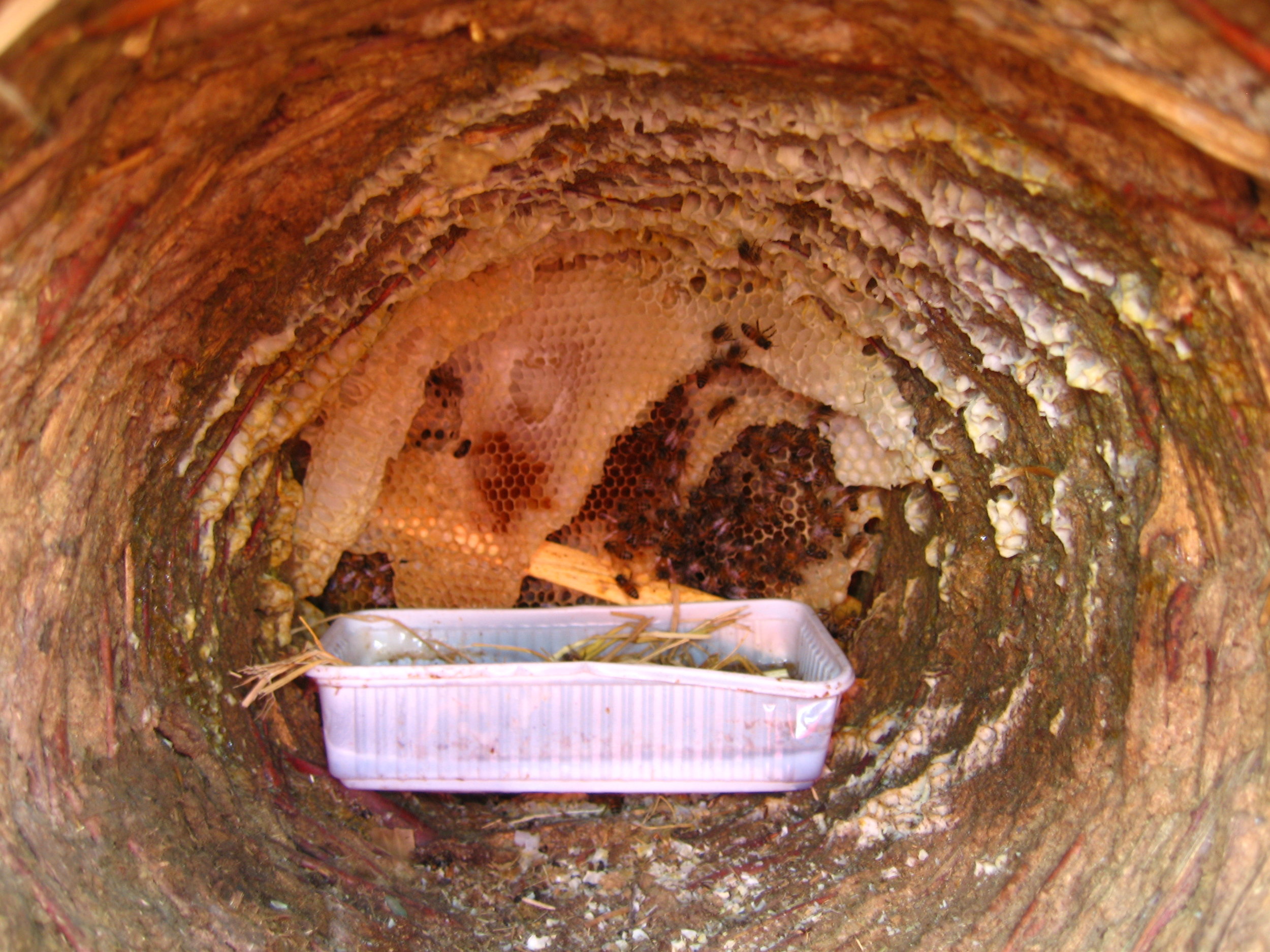 inside basket hive.jpg