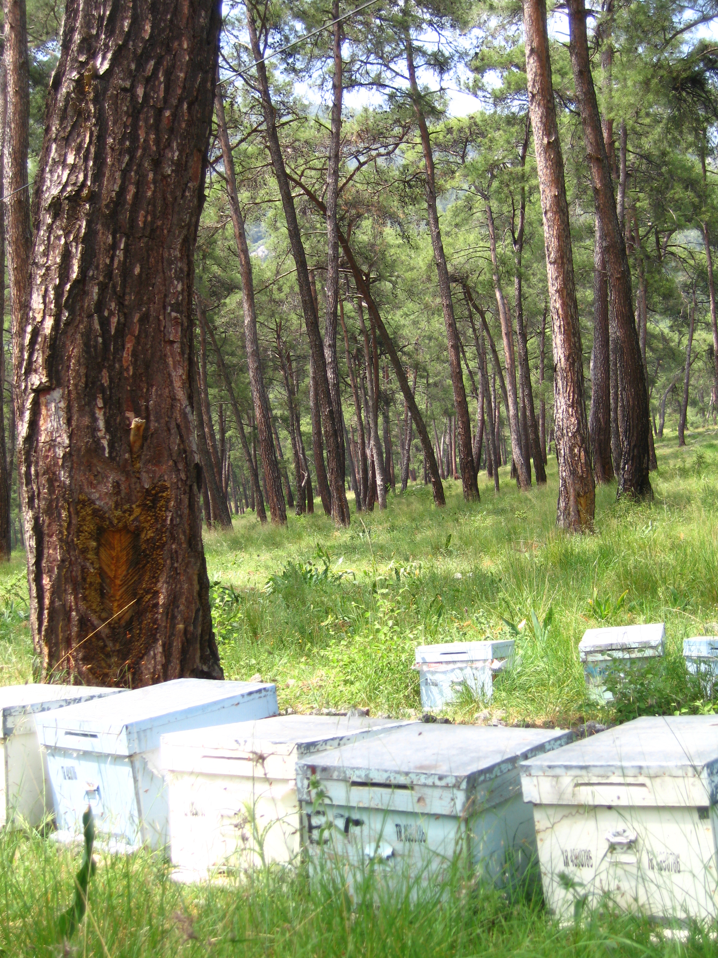 pine tree and hives.jpg